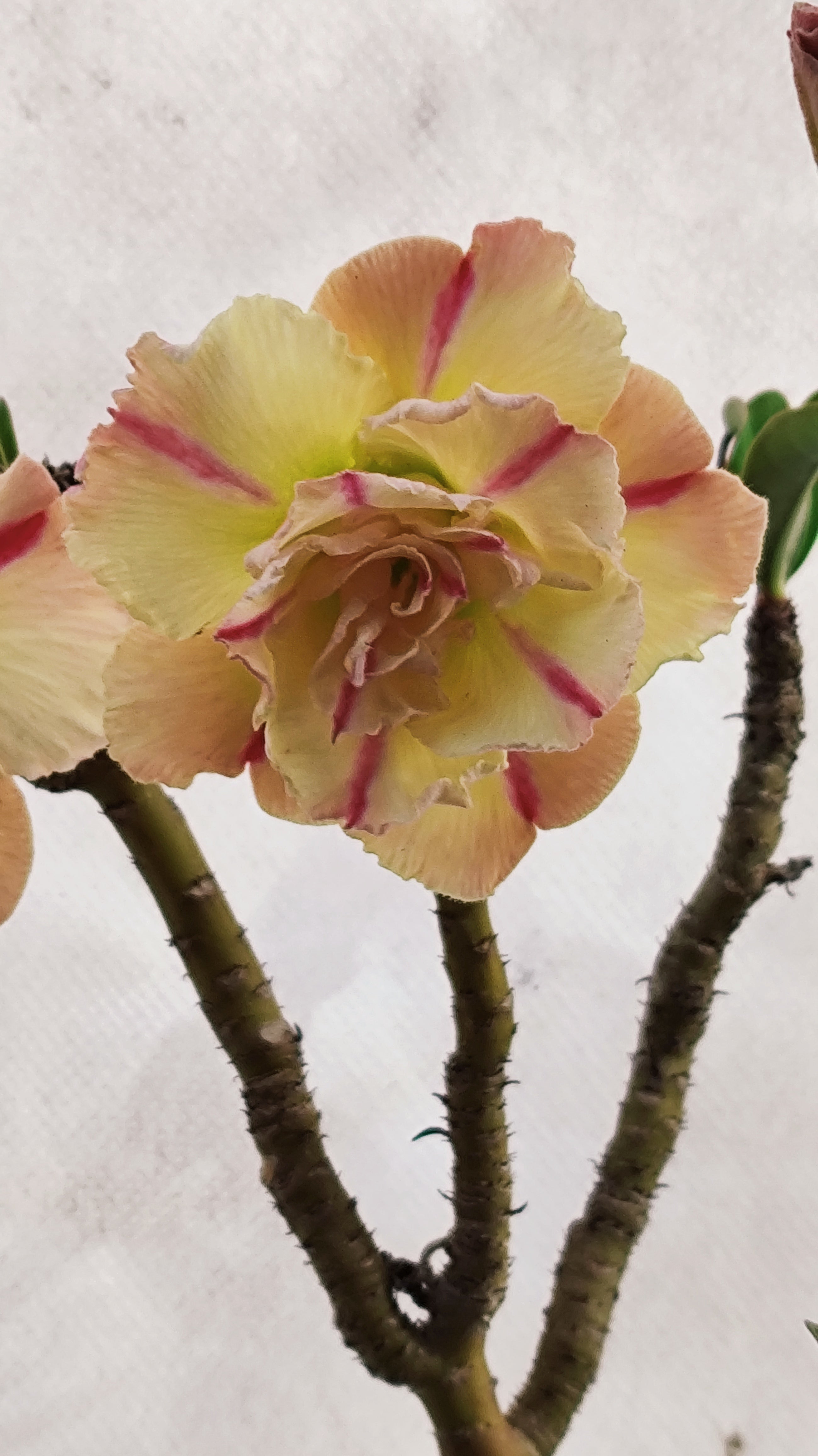 MATRIZ Planta Dobrada 224 –  60cm – 03 anos - Vaso 20