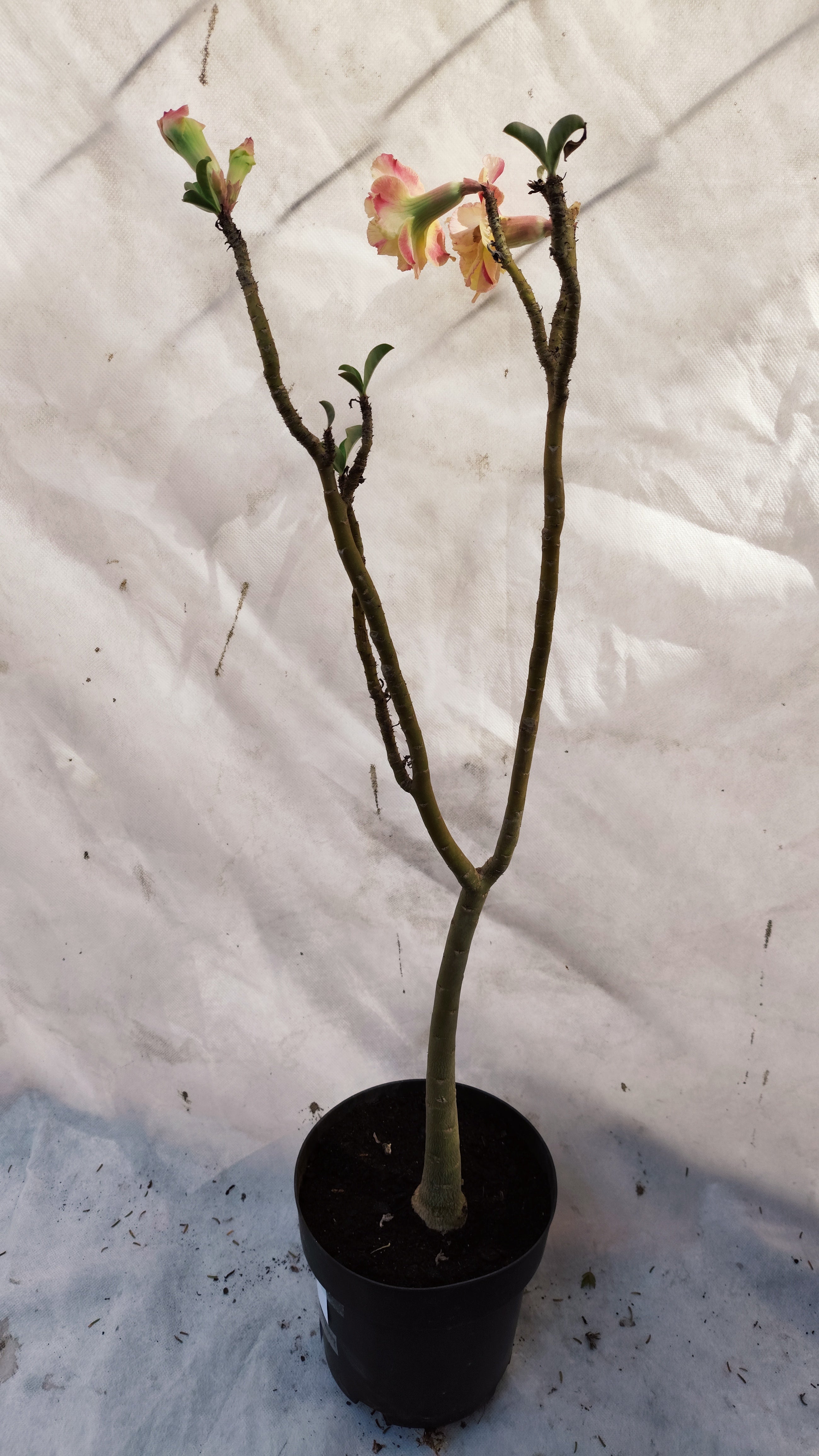 MATRIZ Planta Dobrada 224 –  60cm – 03 anos - Vaso 20