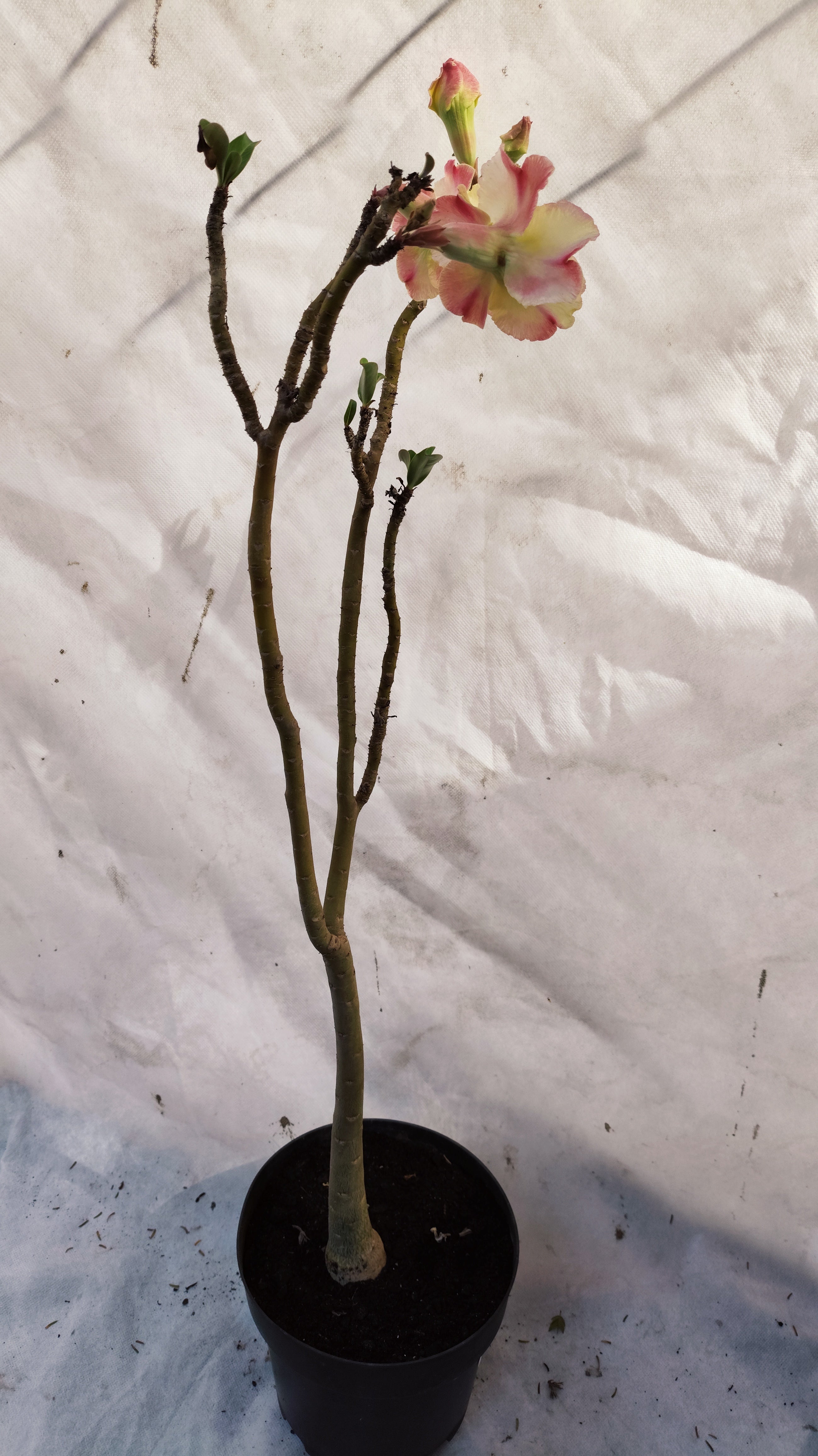 MATRIZ Planta Dobrada 224 –  60cm – 03 anos - Vaso 20