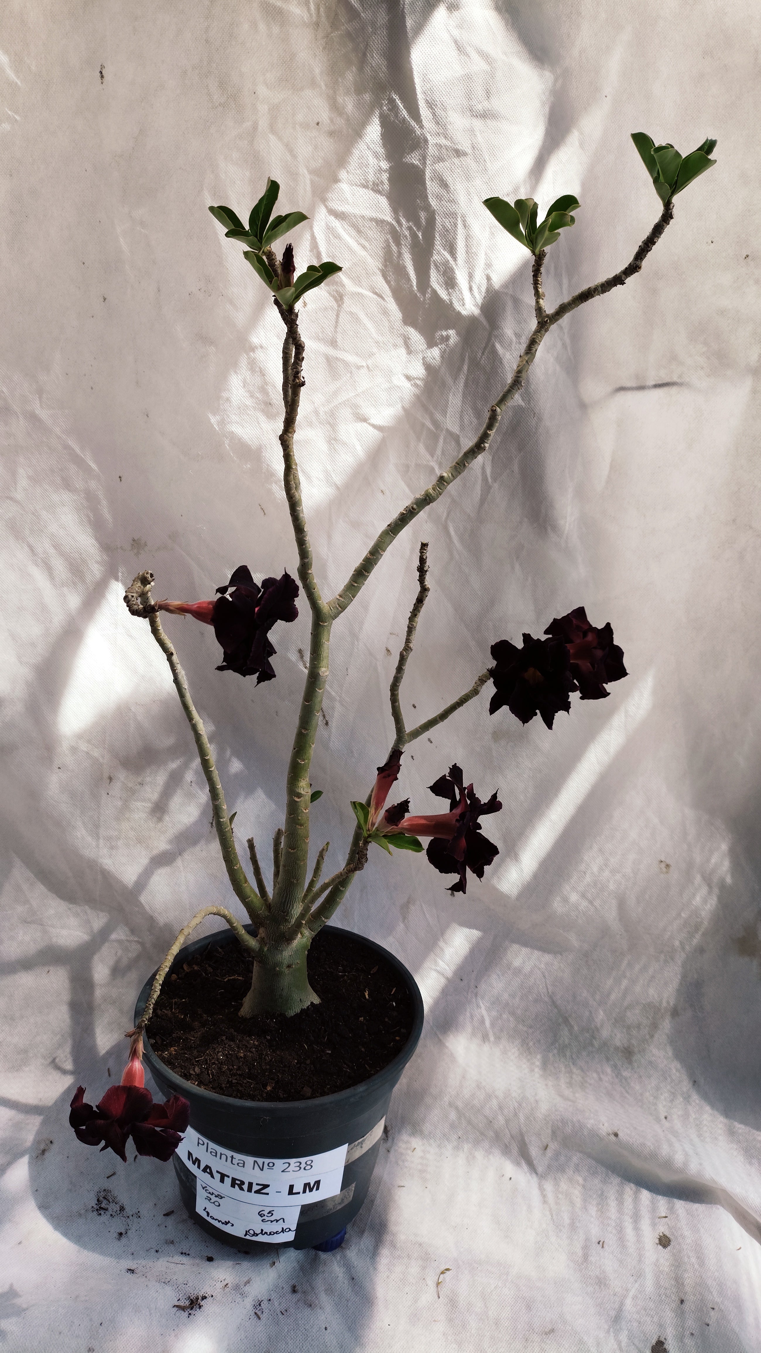 MATRIZ Planta Dobrada 238 –  65cm – 04 anos - Vaso 20