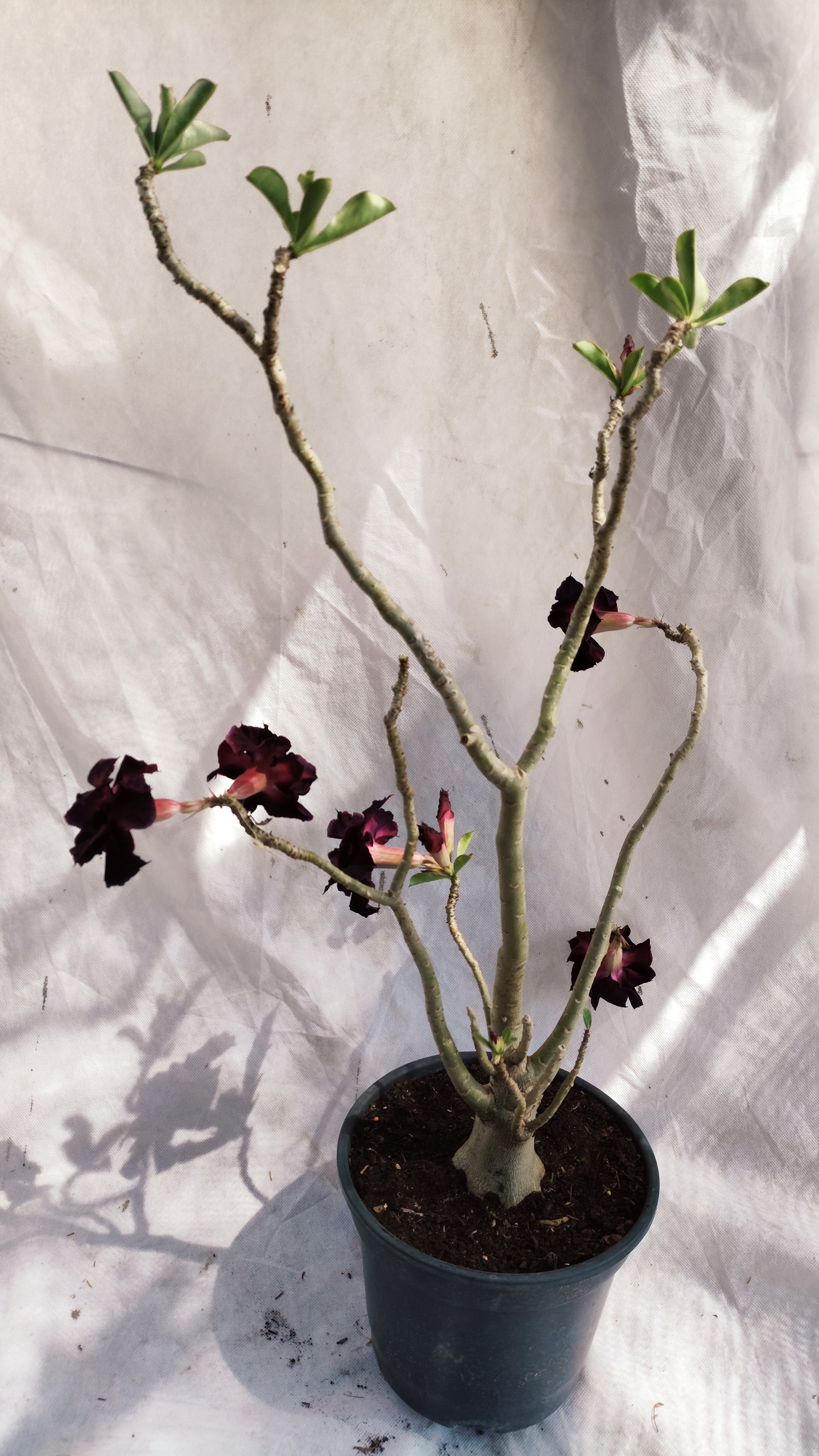 MATRIZ Planta Dobrada 238 –  65cm – 04 anos - Vaso 20