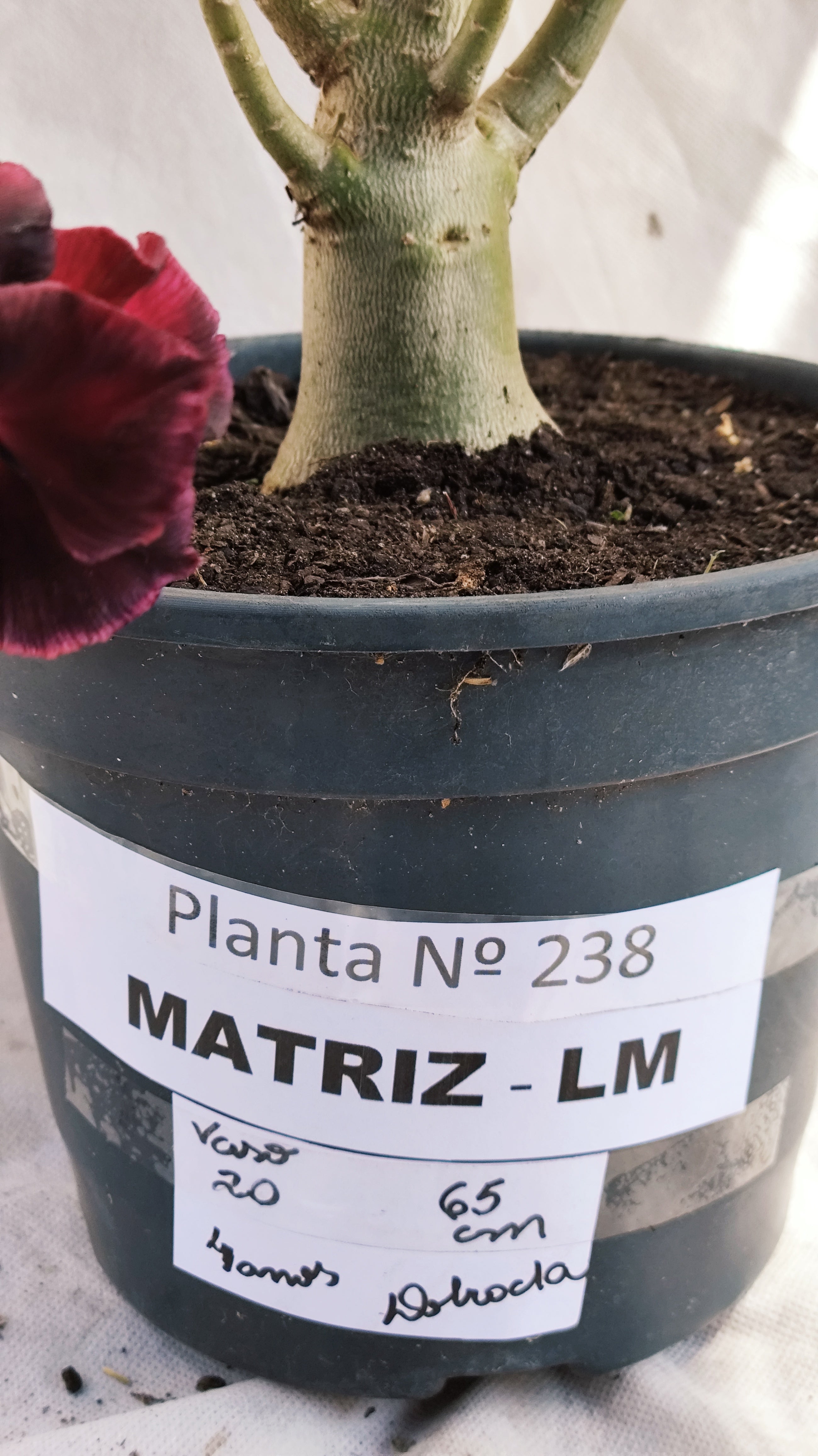 MATRIZ Planta Dobrada 238 –  65cm – 04 anos - Vaso 20