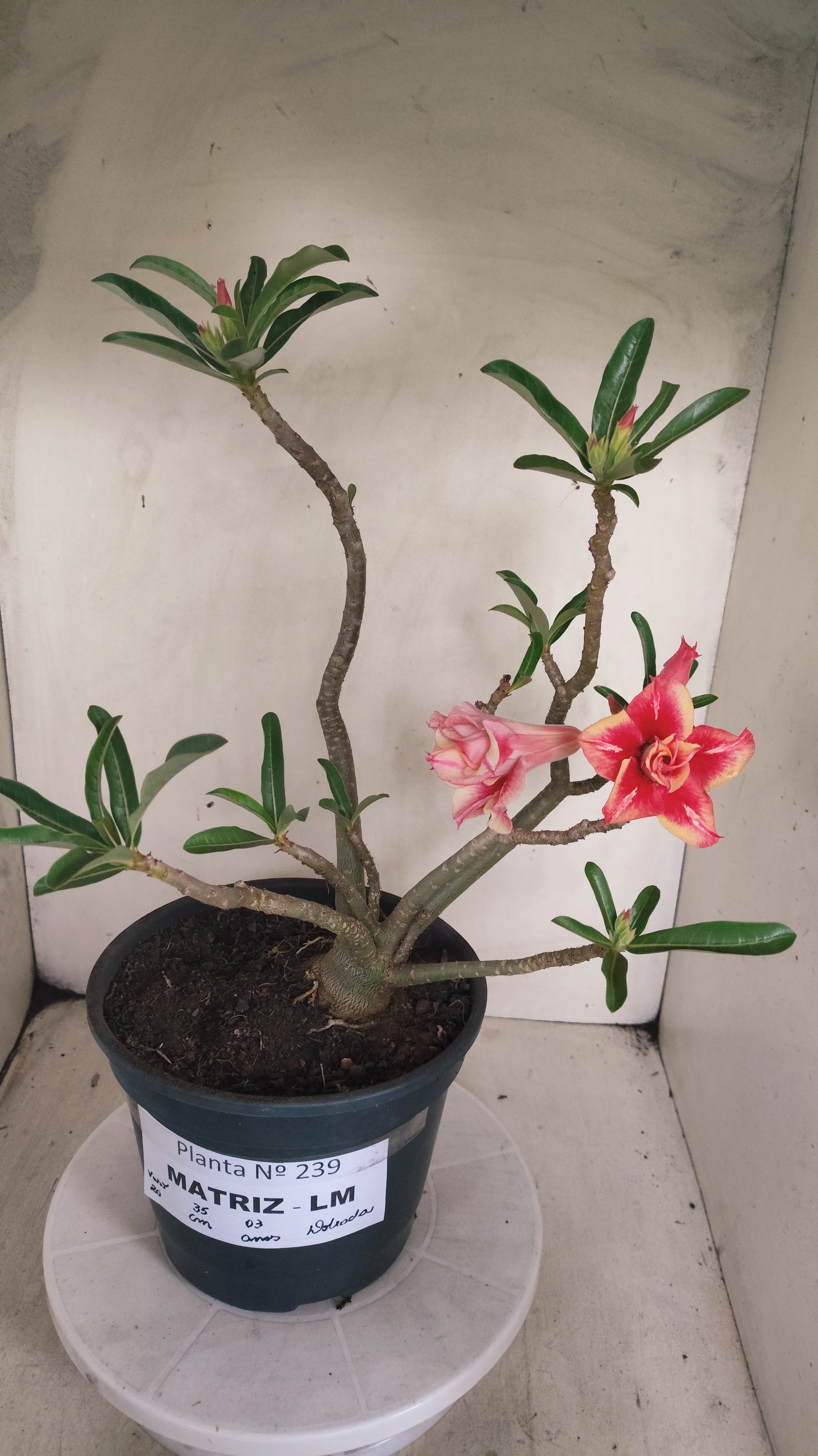 MATRIZ Planta Dobrada 239 –  35cm – 03 anos - Vaso 20