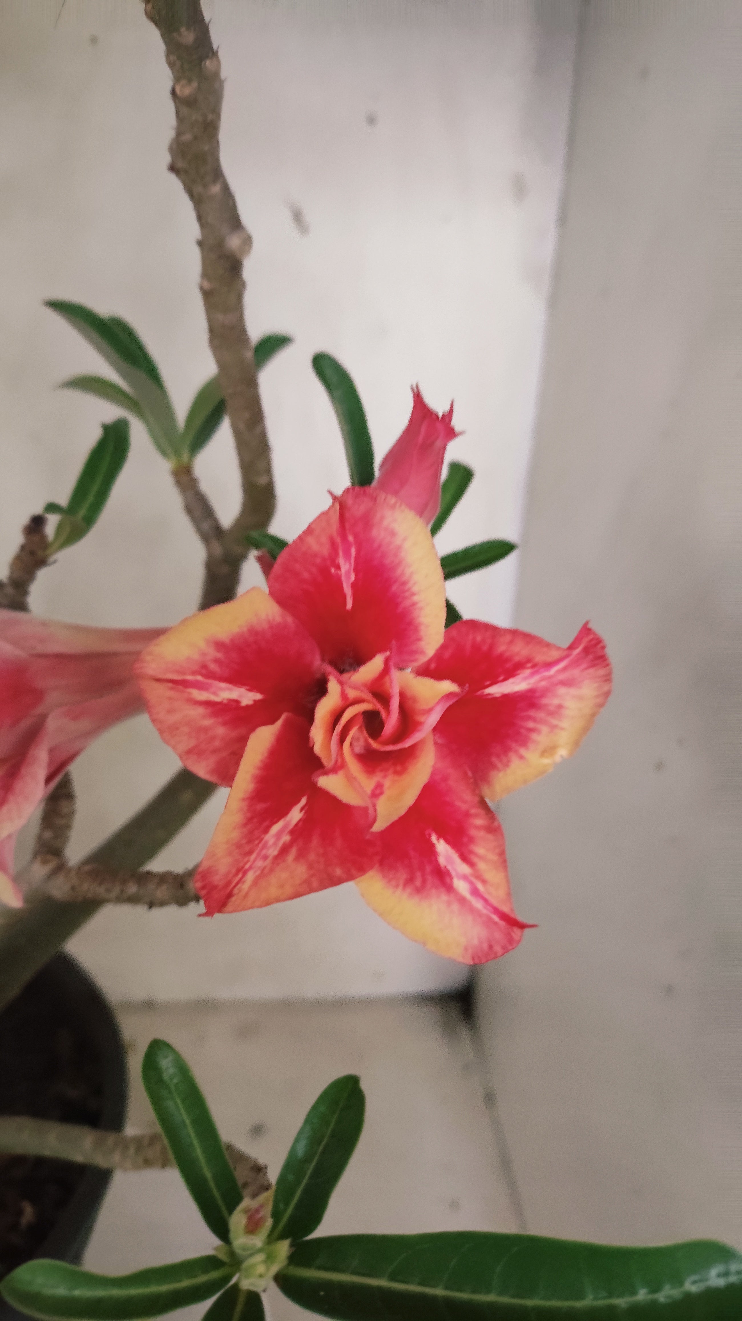 MATRIZ Planta Dobrada 239 –  35cm – 03 anos - Vaso 20