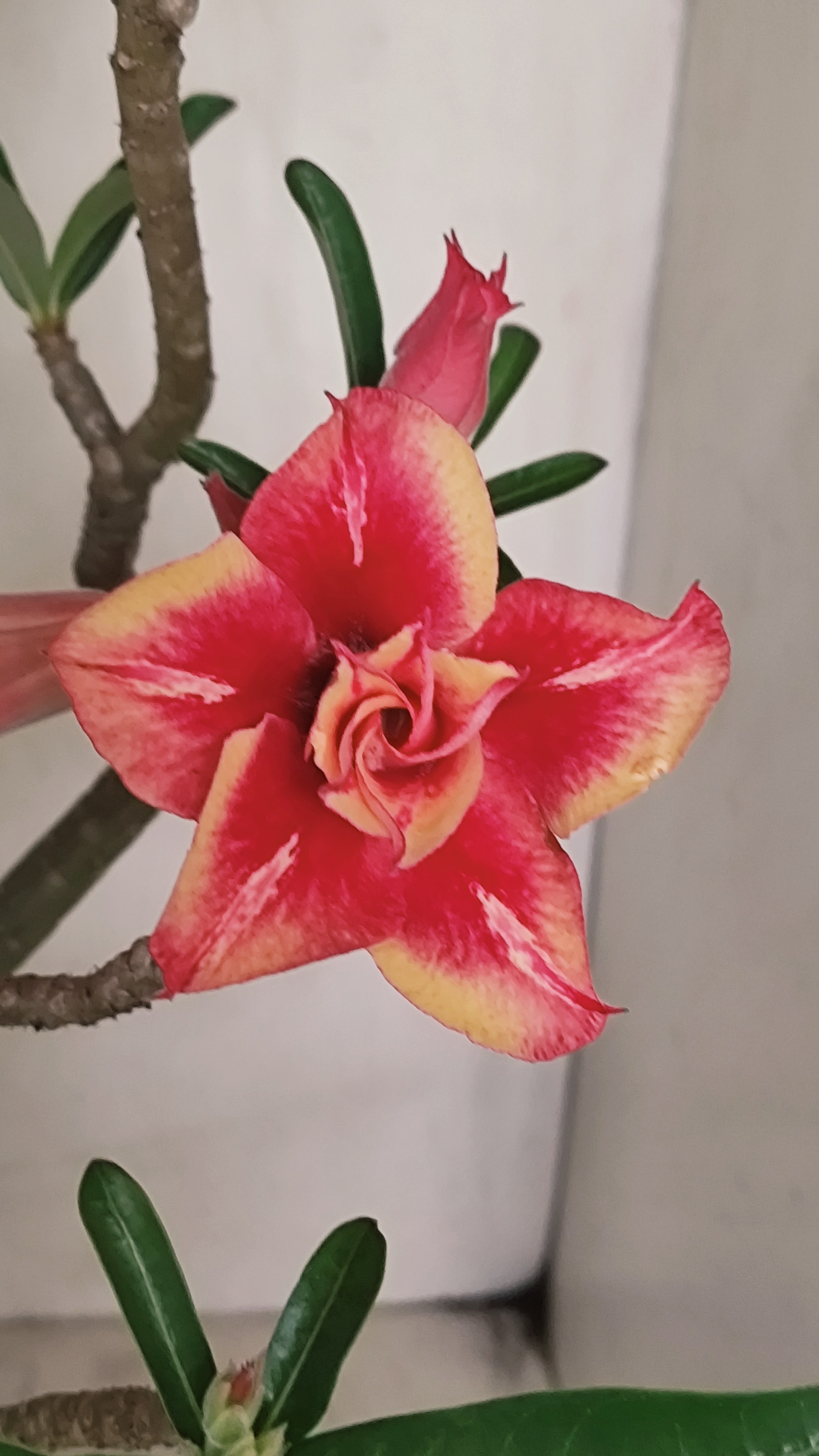 MATRIZ Planta Dobrada 239 –  35cm – 03 anos - Vaso 20