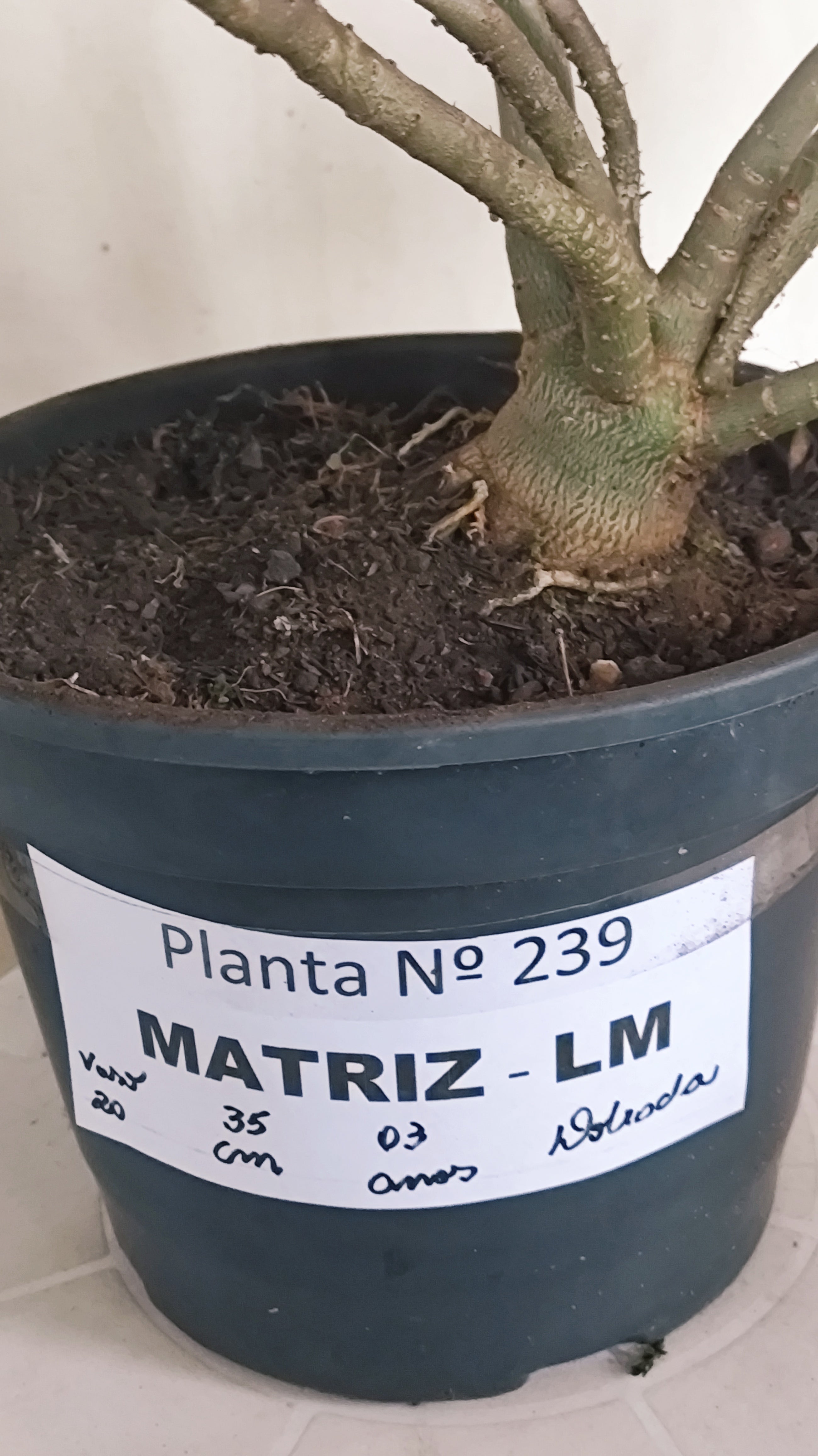 MATRIZ Planta Dobrada 239 –  35cm – 03 anos - Vaso 20