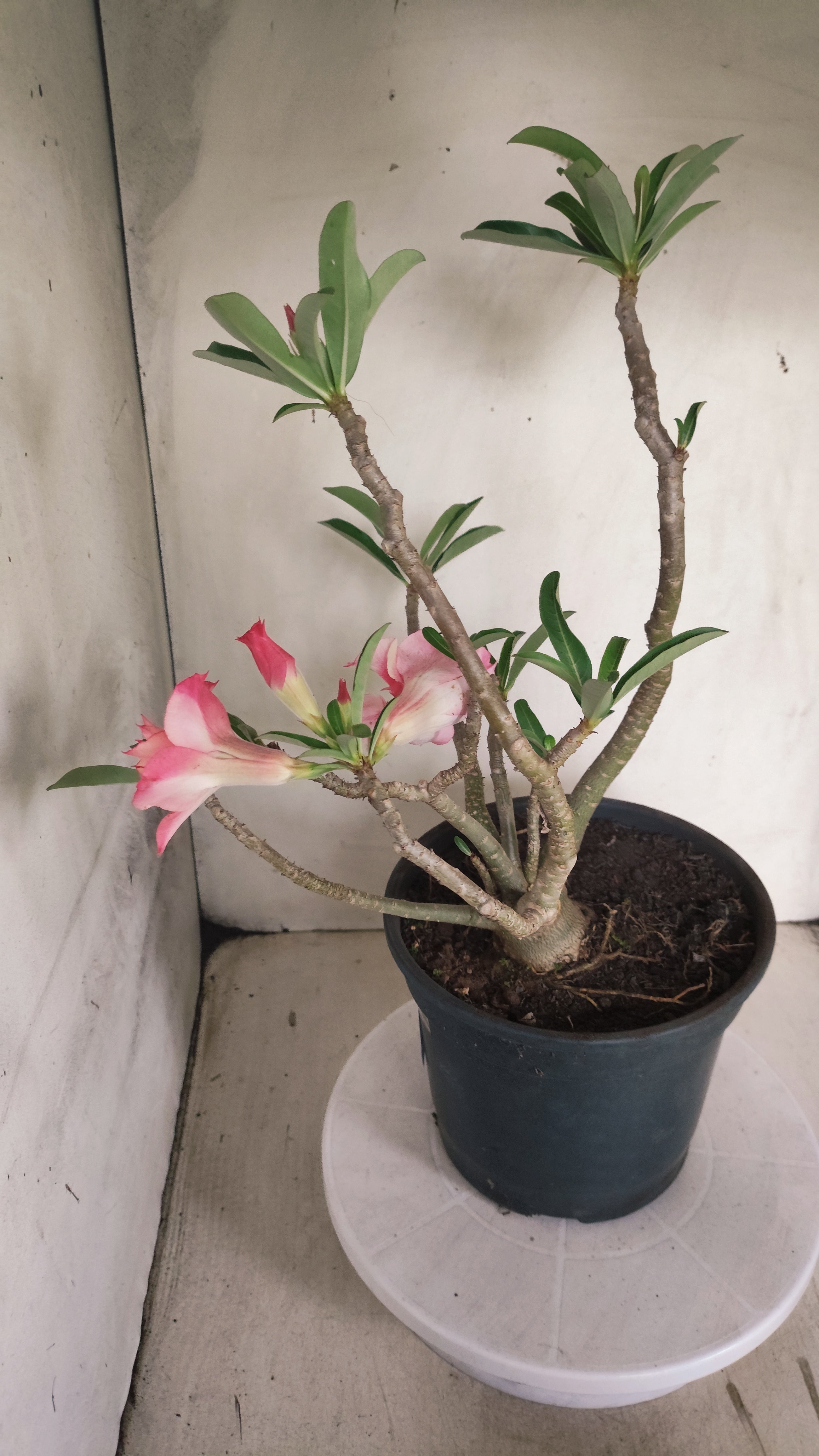 MATRIZ Planta Dobrada 239 –  35cm – 03 anos - Vaso 20