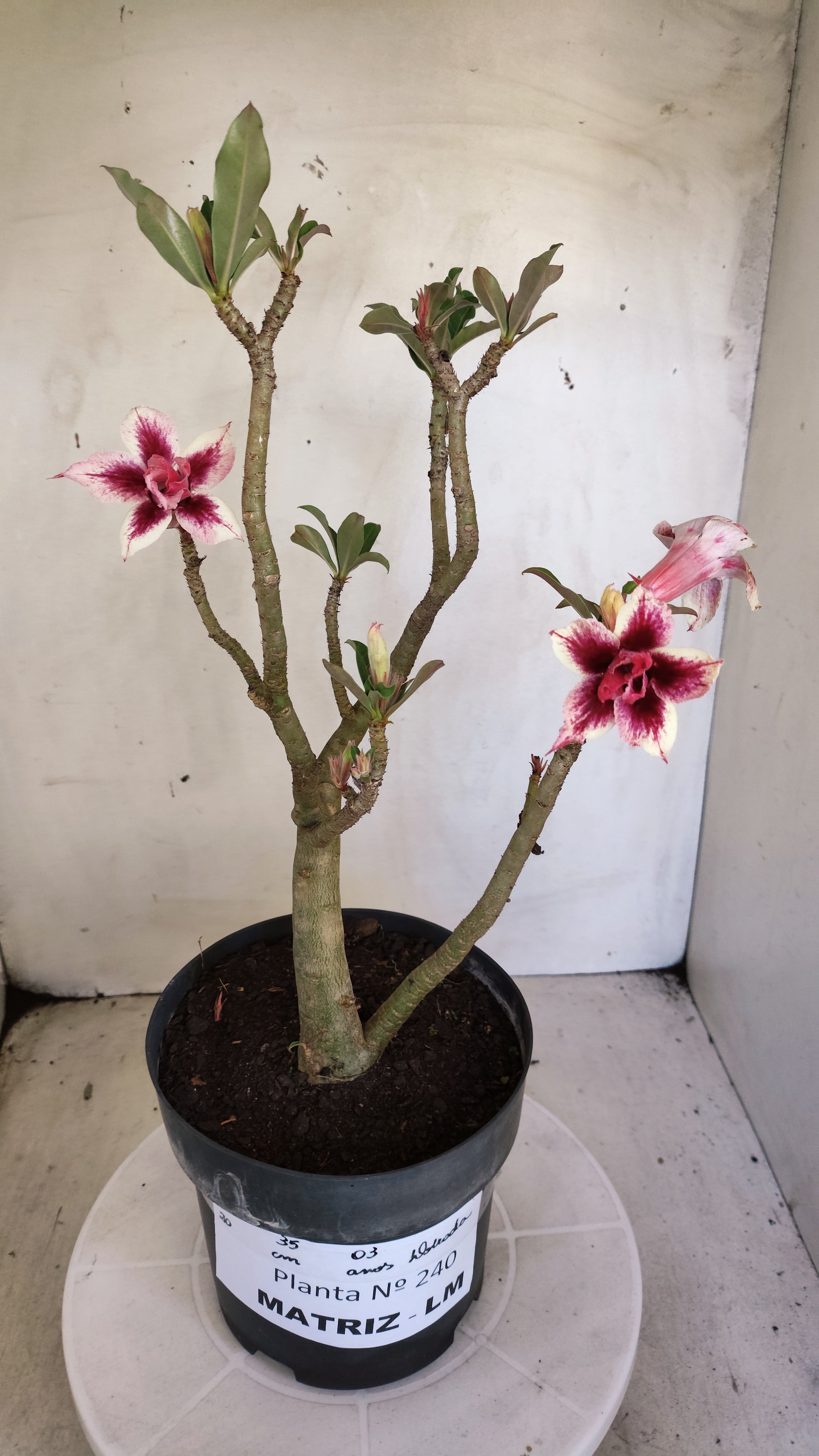 MATRIZ Planta Dobrada 240 –  35cm – 03 anos - Vaso 20