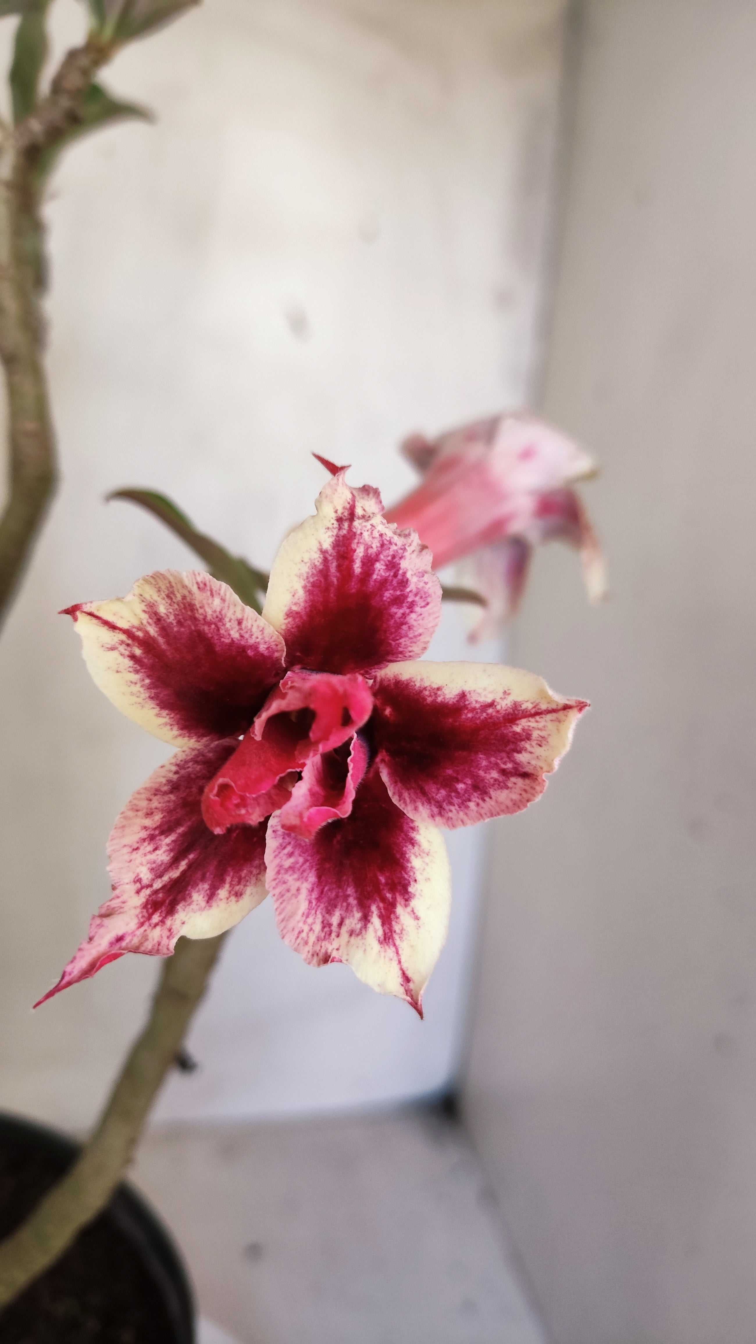 MATRIZ Planta Dobrada 240 –  35cm – 03 anos - Vaso 20