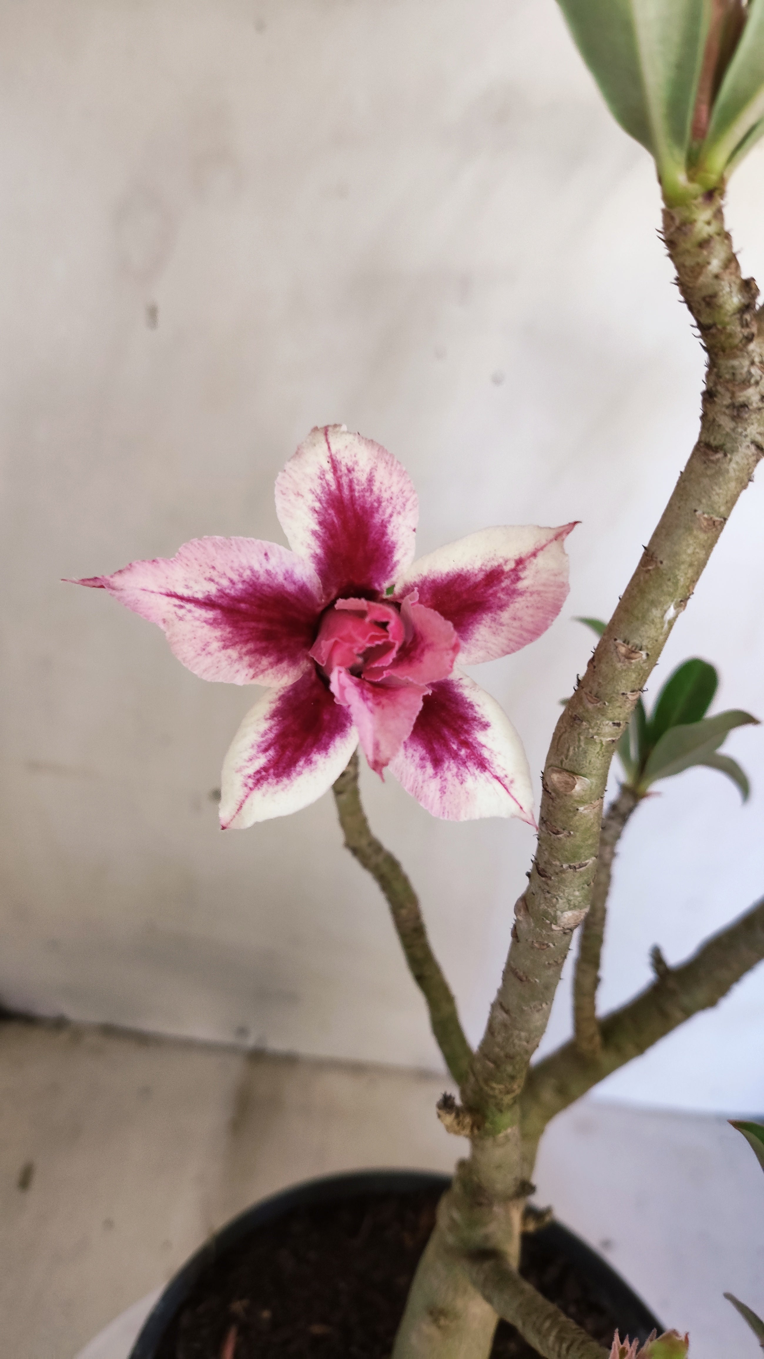 MATRIZ Planta Dobrada 240 –  35cm – 03 anos - Vaso 20