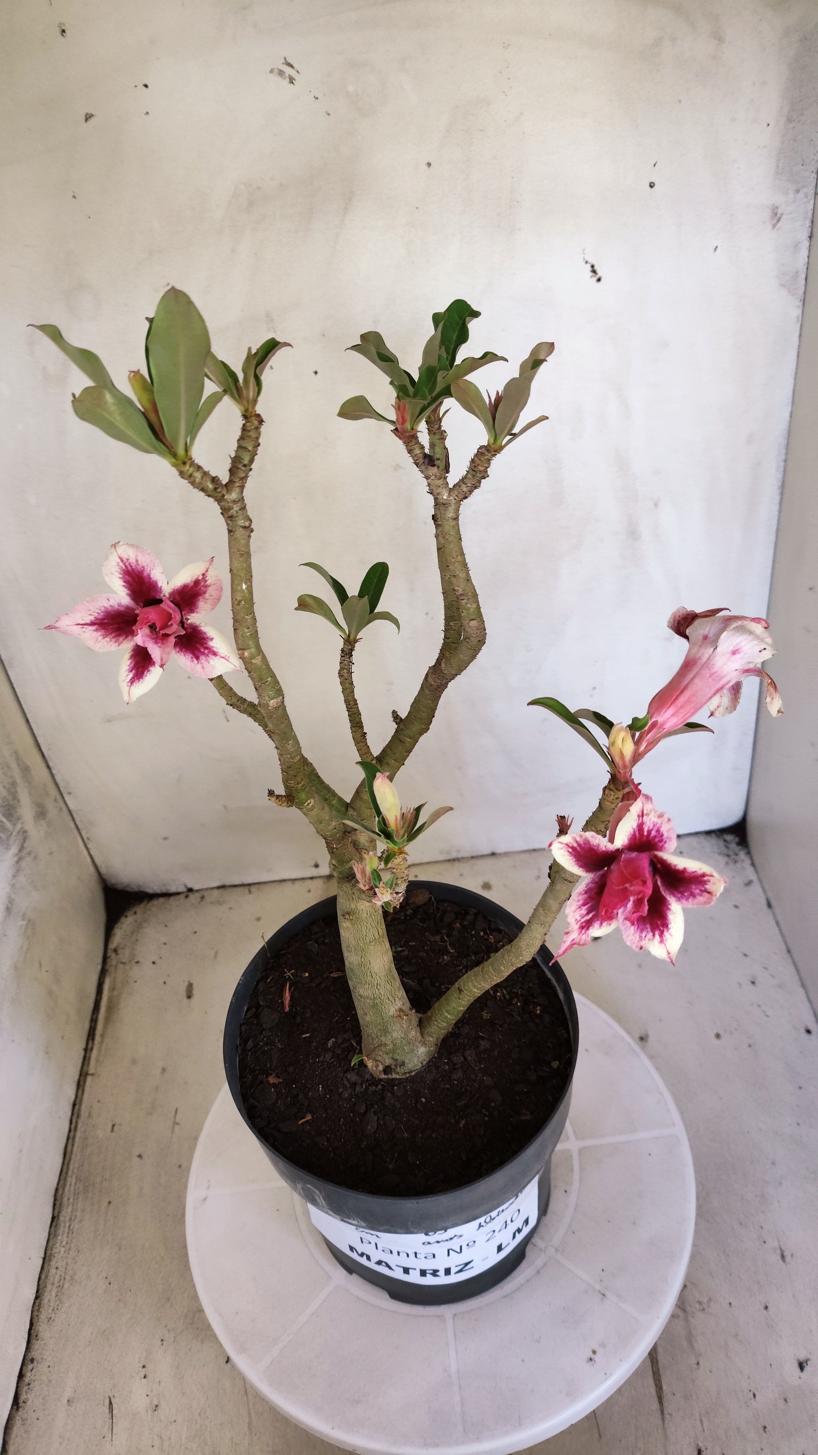 MATRIZ Planta Dobrada 240 –  35cm – 03 anos - Vaso 20