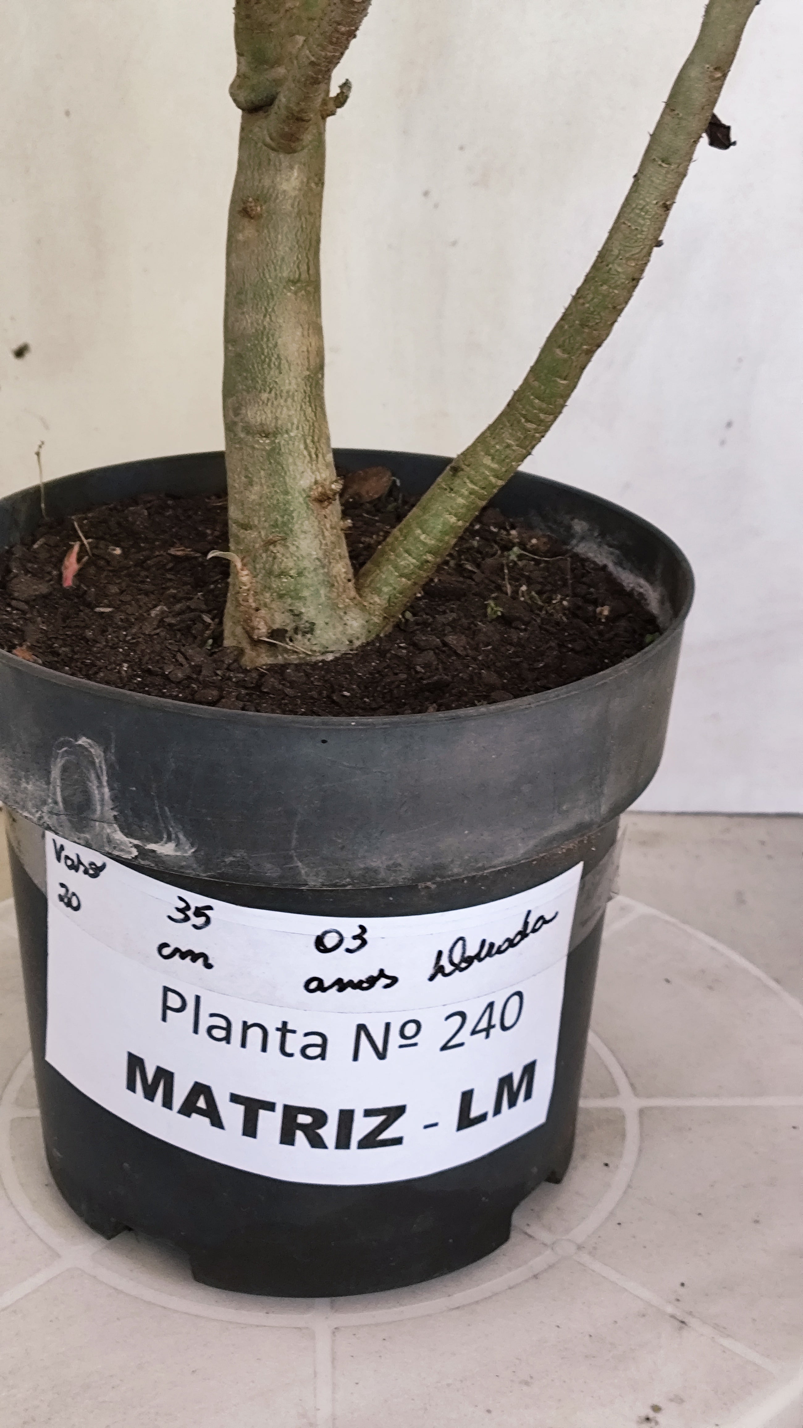 MATRIZ Planta Dobrada 240 –  35cm – 03 anos - Vaso 20