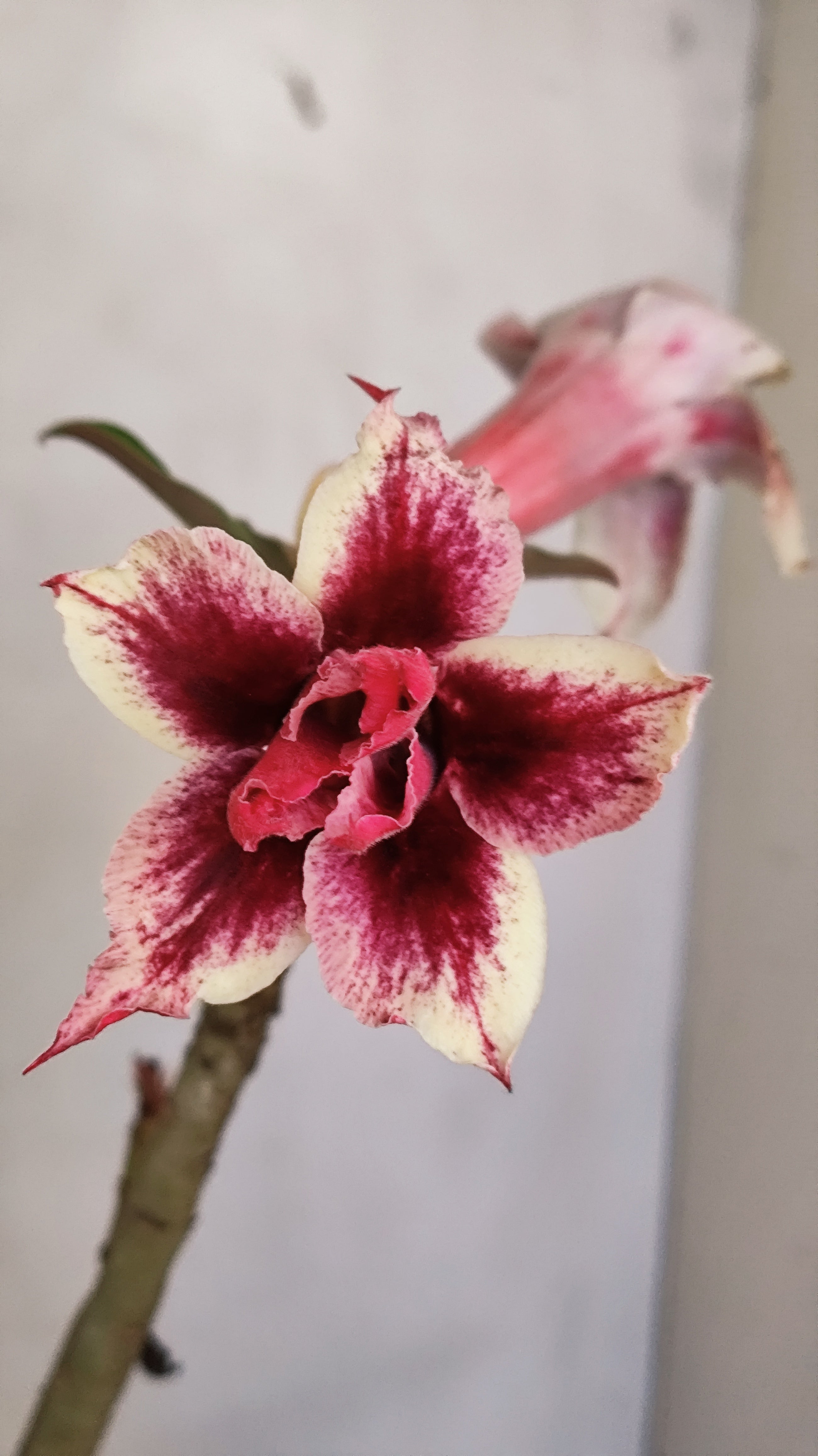 MATRIZ Planta Dobrada 240 –  35cm – 03 anos - Vaso 20