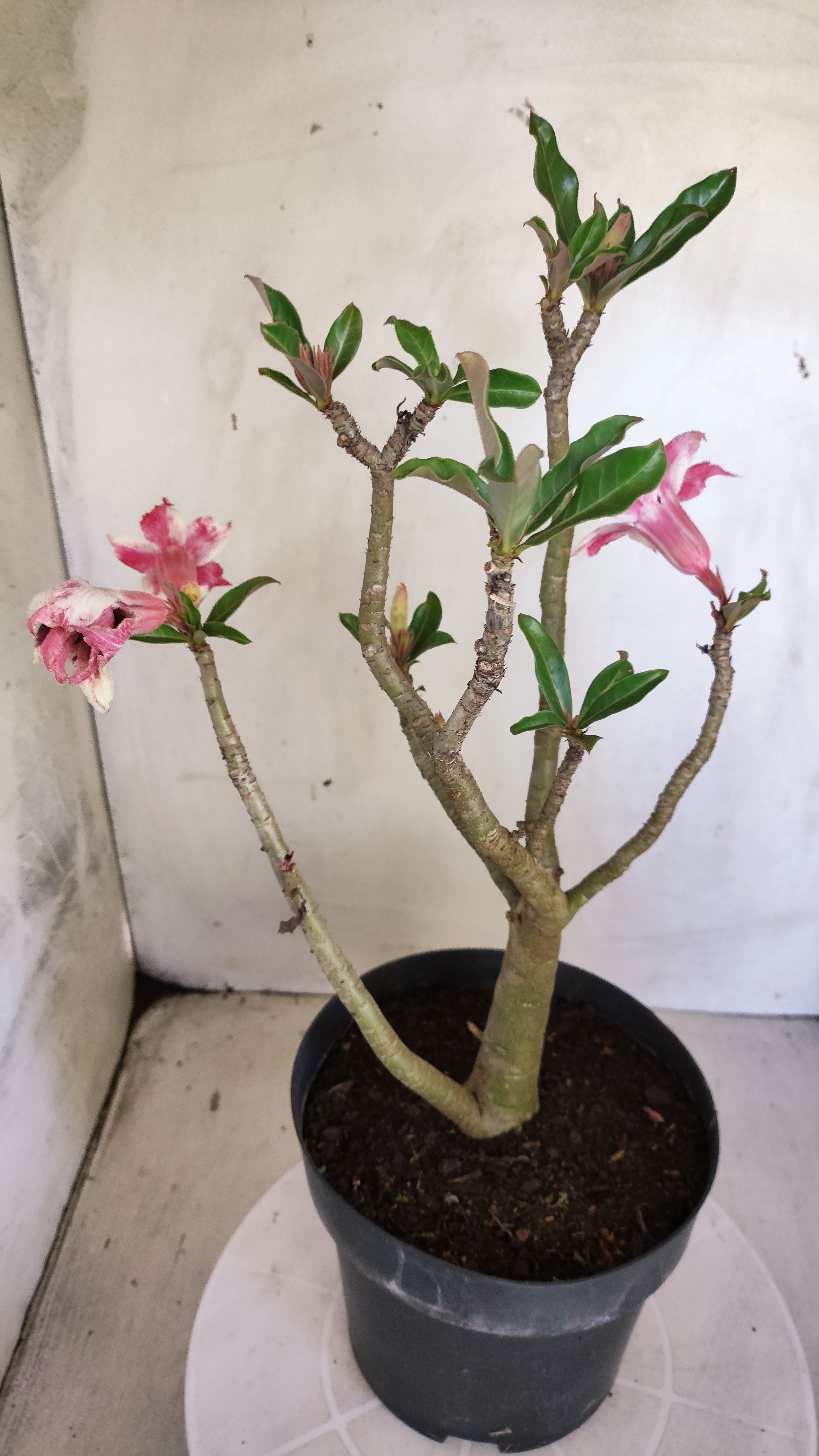 MATRIZ Planta Dobrada 240 –  35cm – 03 anos - Vaso 20
