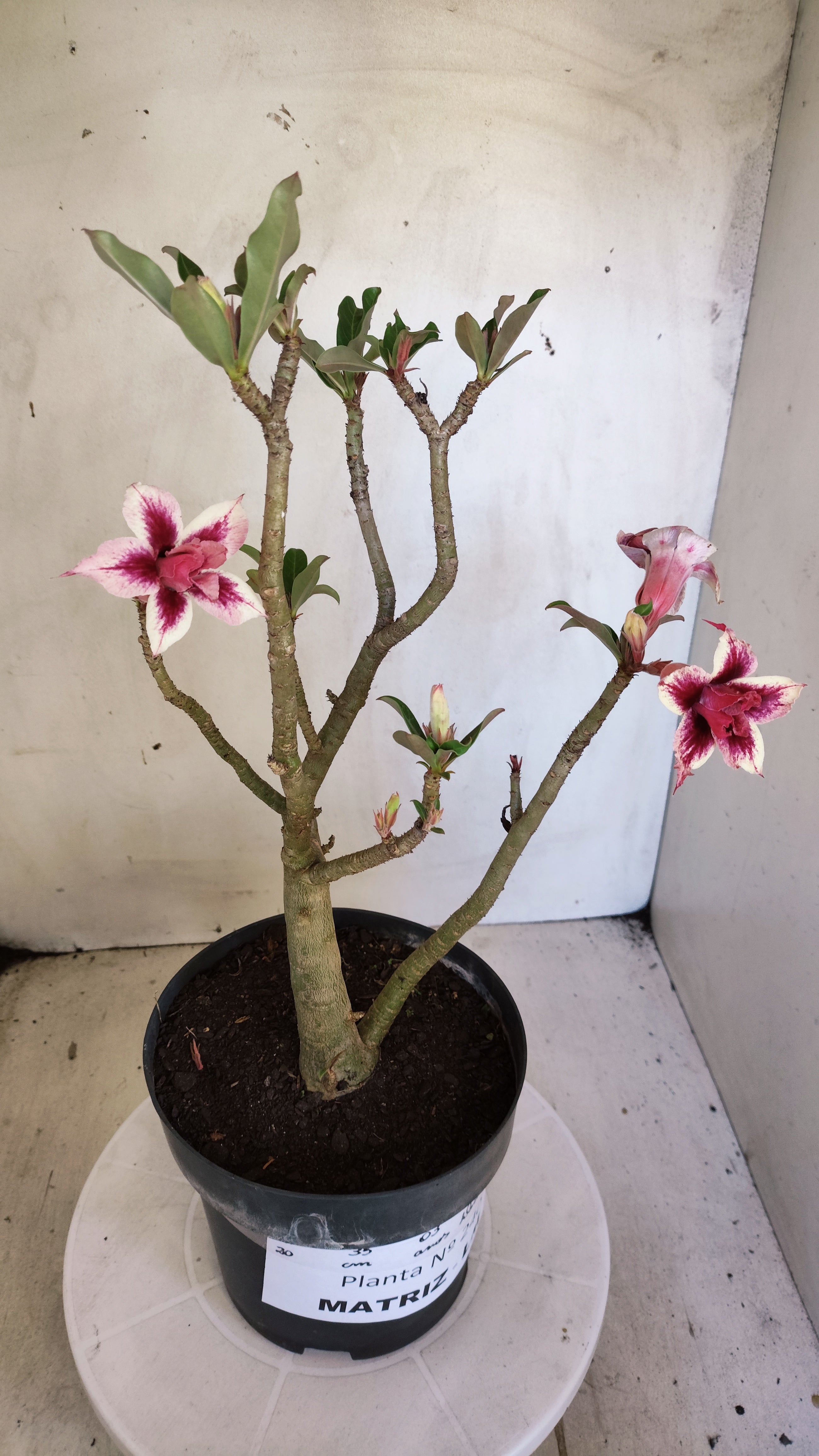 MATRIZ Planta Dobrada 240 –  35cm – 03 anos - Vaso 20