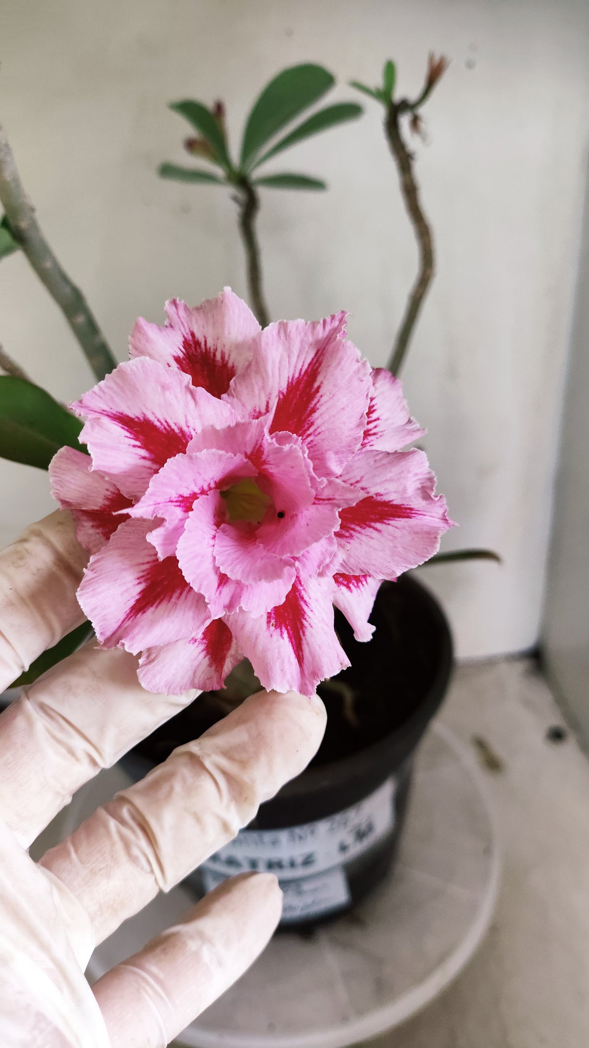 Matriz Planta Dobrada 267 –  50cm – 03 anos - Vaso 20