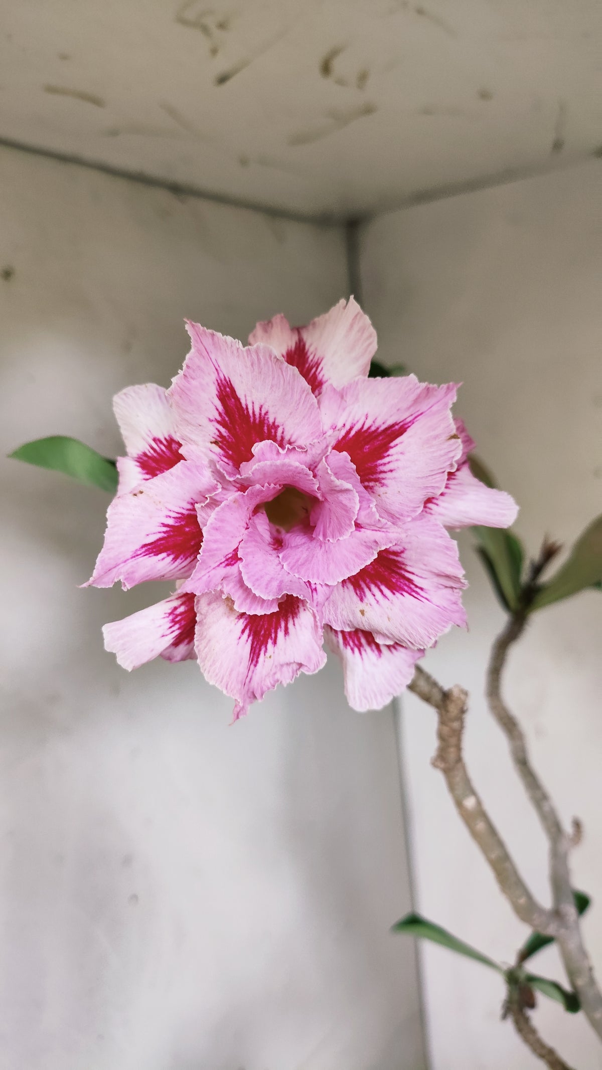 Matriz Planta Dobrada 267 –  50cm – 03 anos - Vaso 20