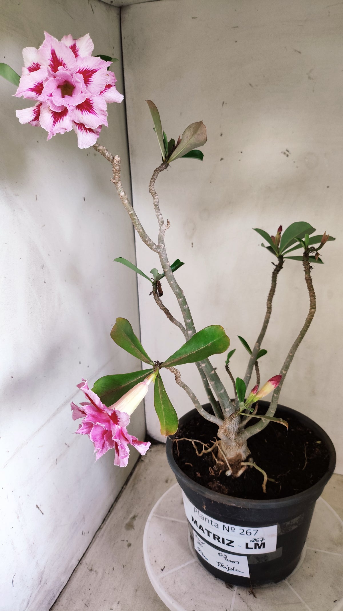 Matriz Planta Dobrada 267 –  50cm – 03 anos - Vaso 20