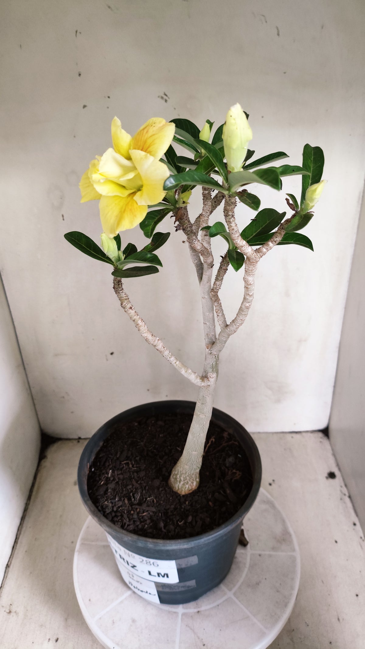 Matriz Planta Dobrada 286 –  40cm – 03 anos - Vaso 20
