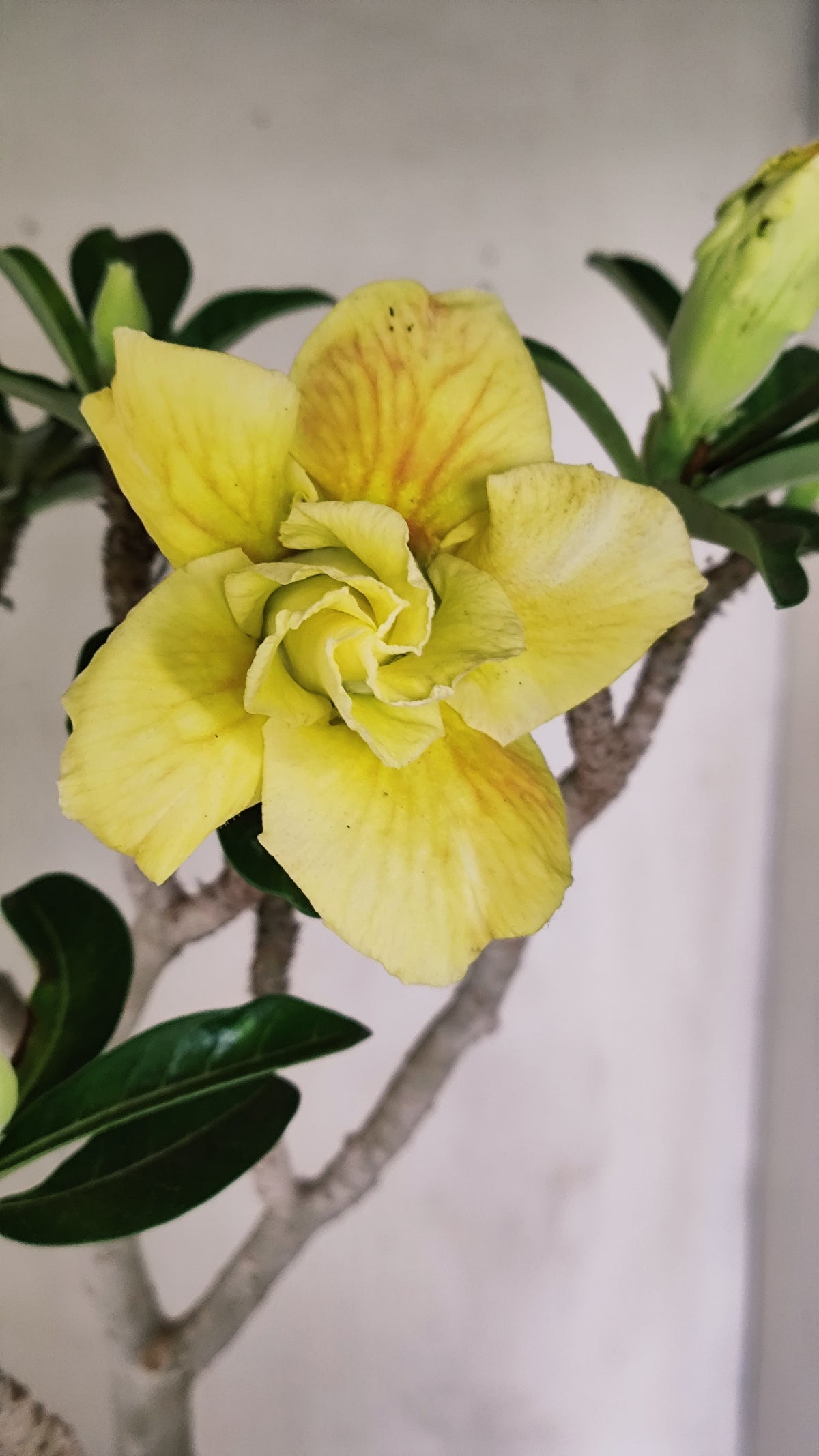 Matriz Planta Dobrada 286 –  40cm – 03 anos - Vaso 20