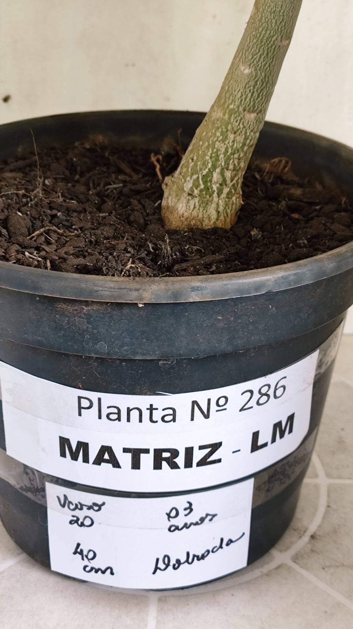 Matriz Planta Dobrada 286 –  40cm – 03 anos - Vaso 20