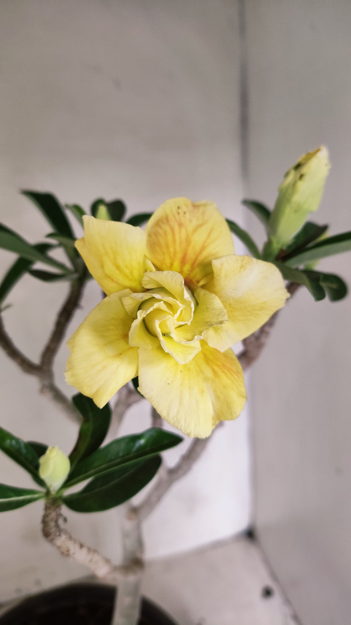 Matriz Planta Dobrada 286 –  40cm – 03 anos - Vaso 20