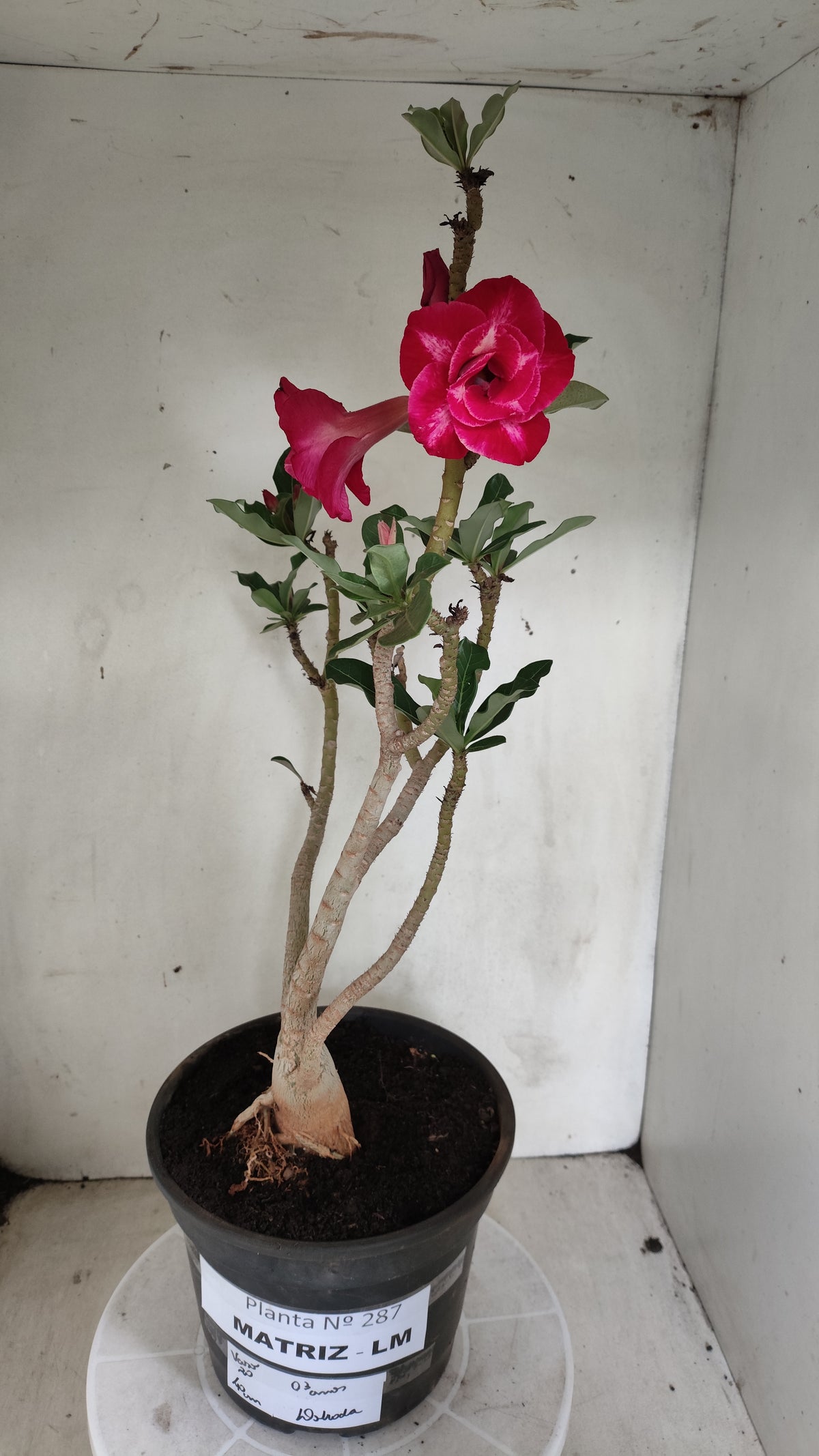 Matriz Planta Dobrada 287 –  40cm – 03 anos - Vaso 20