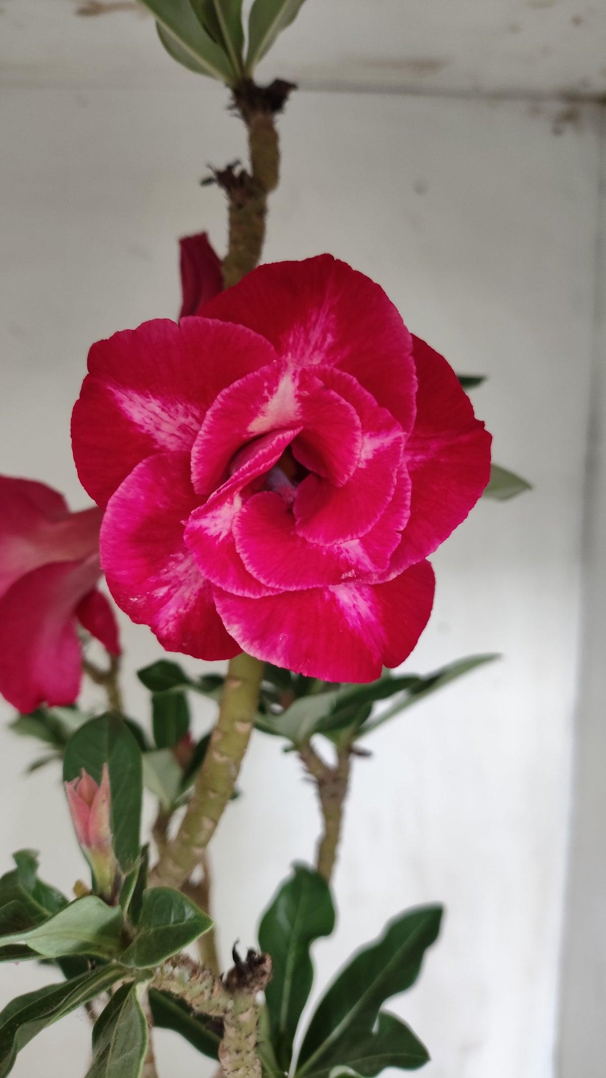 Matriz Planta Dobrada 287 –  40cm – 03 anos - Vaso 20