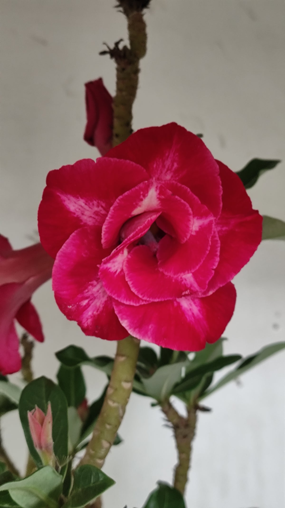 Matriz Planta Dobrada 287 –  40cm – 03 anos - Vaso 20