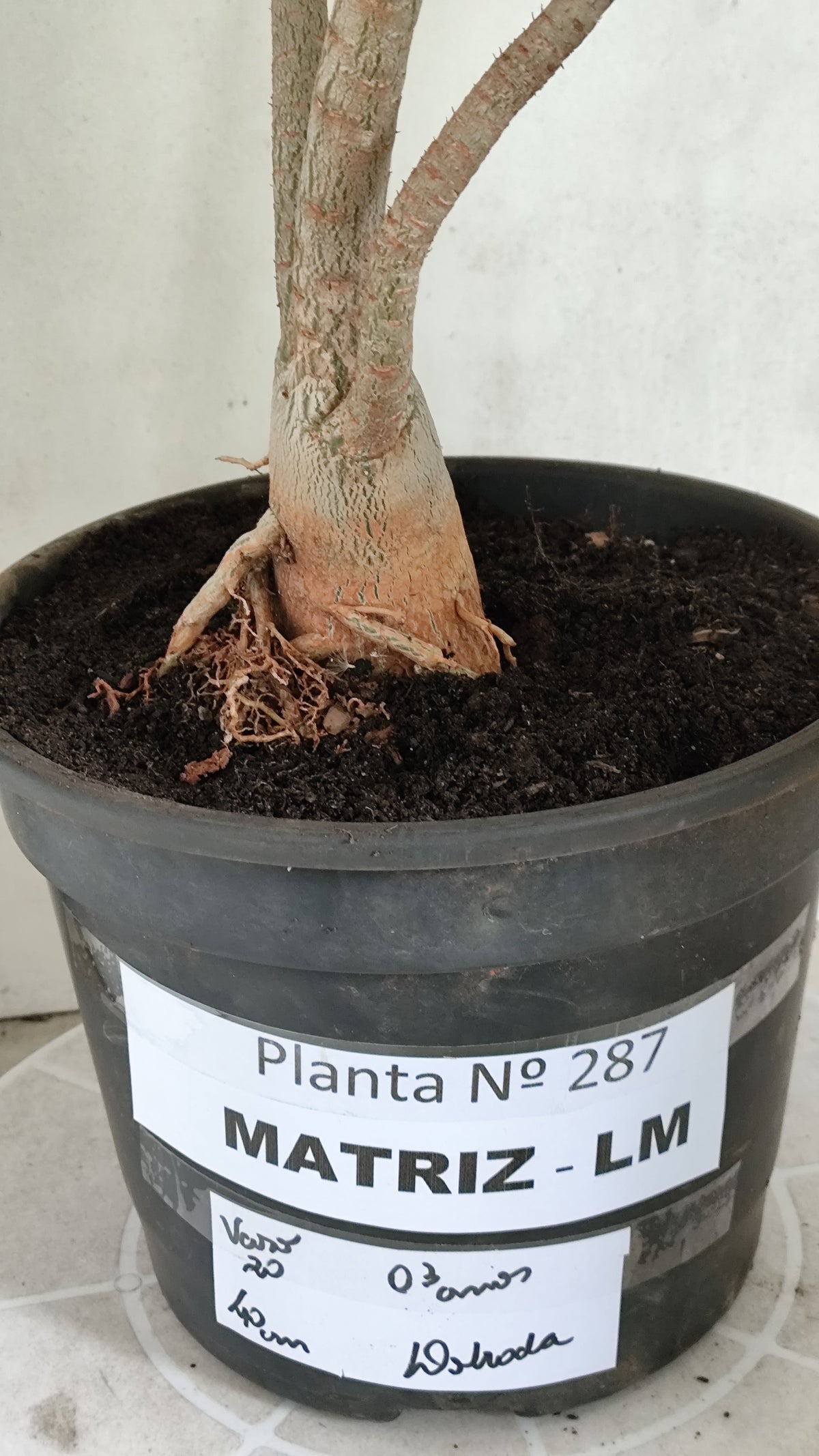 Matriz Planta Dobrada 287 –  40cm – 03 anos - Vaso 20