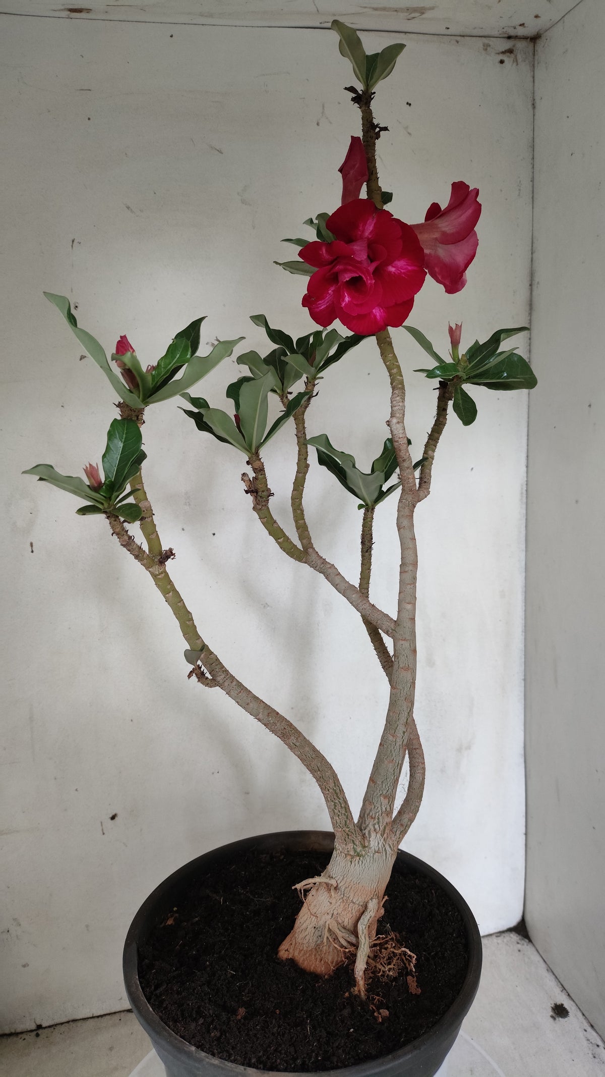 Matriz Planta Dobrada 287 –  40cm – 03 anos - Vaso 20