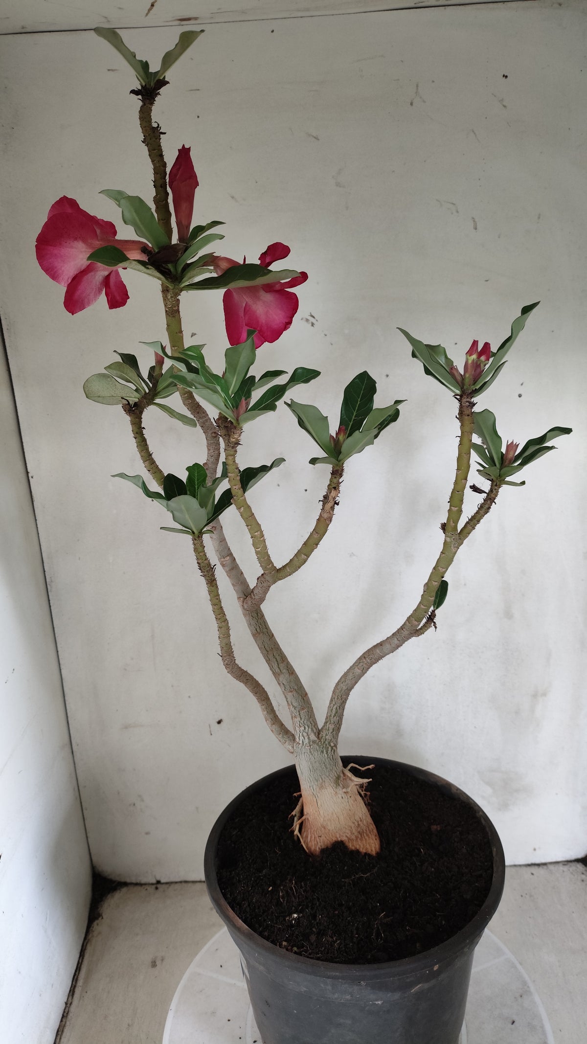 Matriz Planta Dobrada 287 –  40cm – 03 anos - Vaso 20