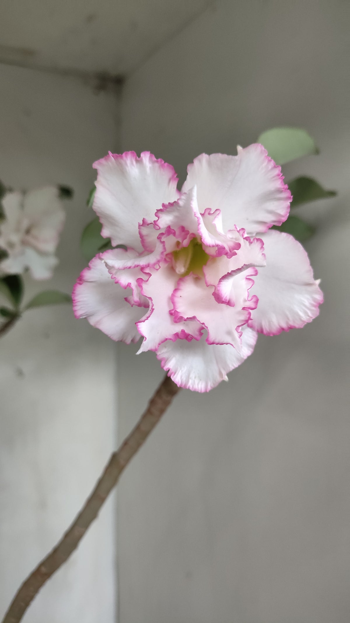 Matriz Planta Dobrada 288 –  50cm – 03 anos - Vaso 20