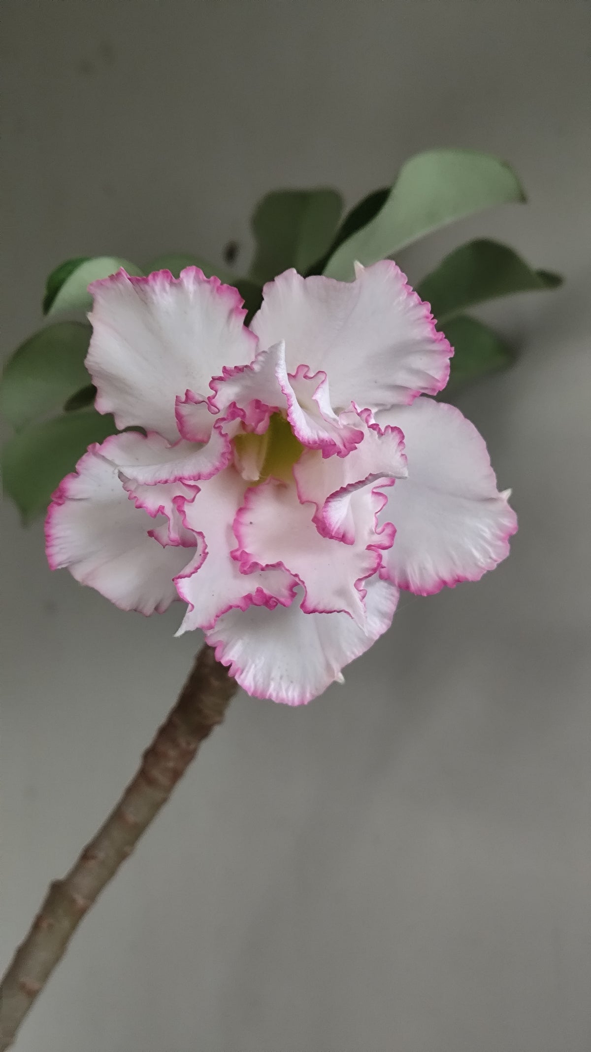 Matriz Planta Dobrada 288 –  50cm – 03 anos - Vaso 20
