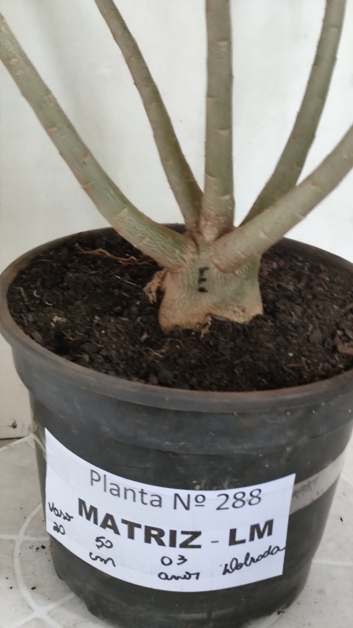 Matriz Planta Dobrada 288 –  50cm – 03 anos - Vaso 20