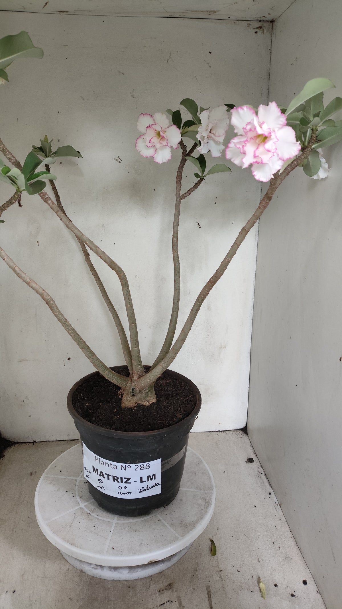 Matriz Planta Dobrada 288 –  50cm – 03 anos - Vaso 20