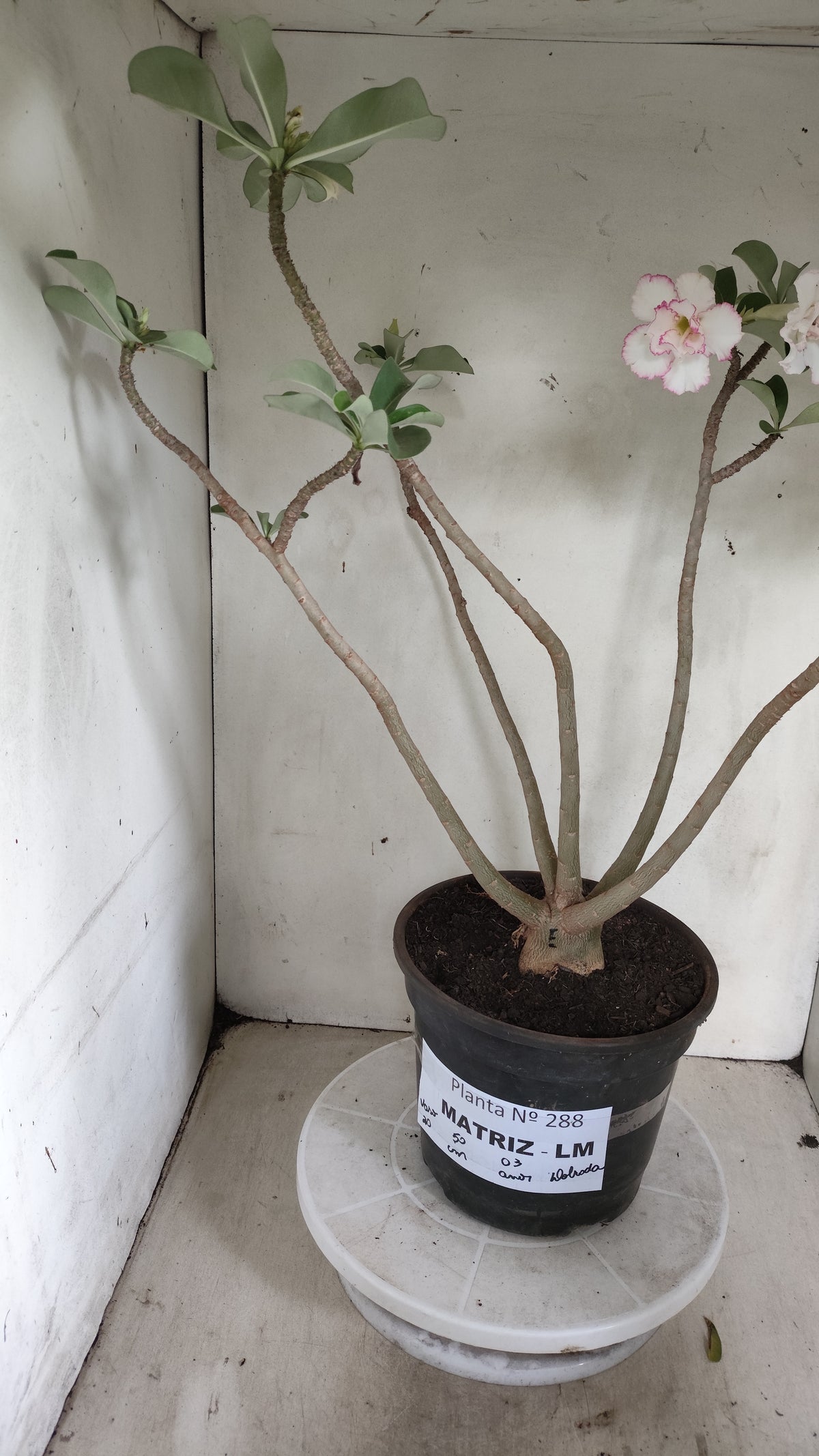 Matriz Planta Dobrada 288 –  50cm – 03 anos - Vaso 20