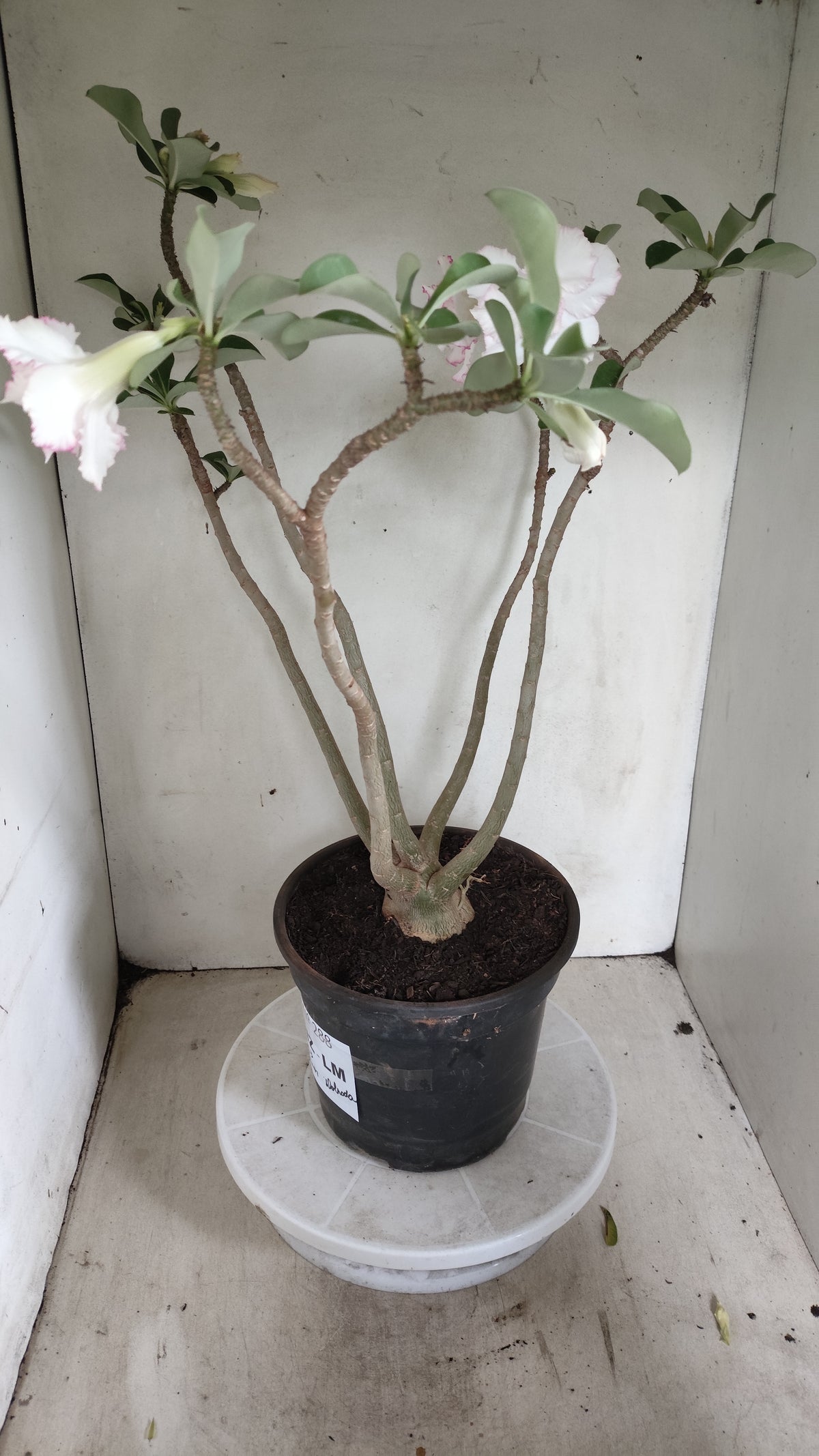 Matriz Planta Dobrada 288 –  50cm – 03 anos - Vaso 20