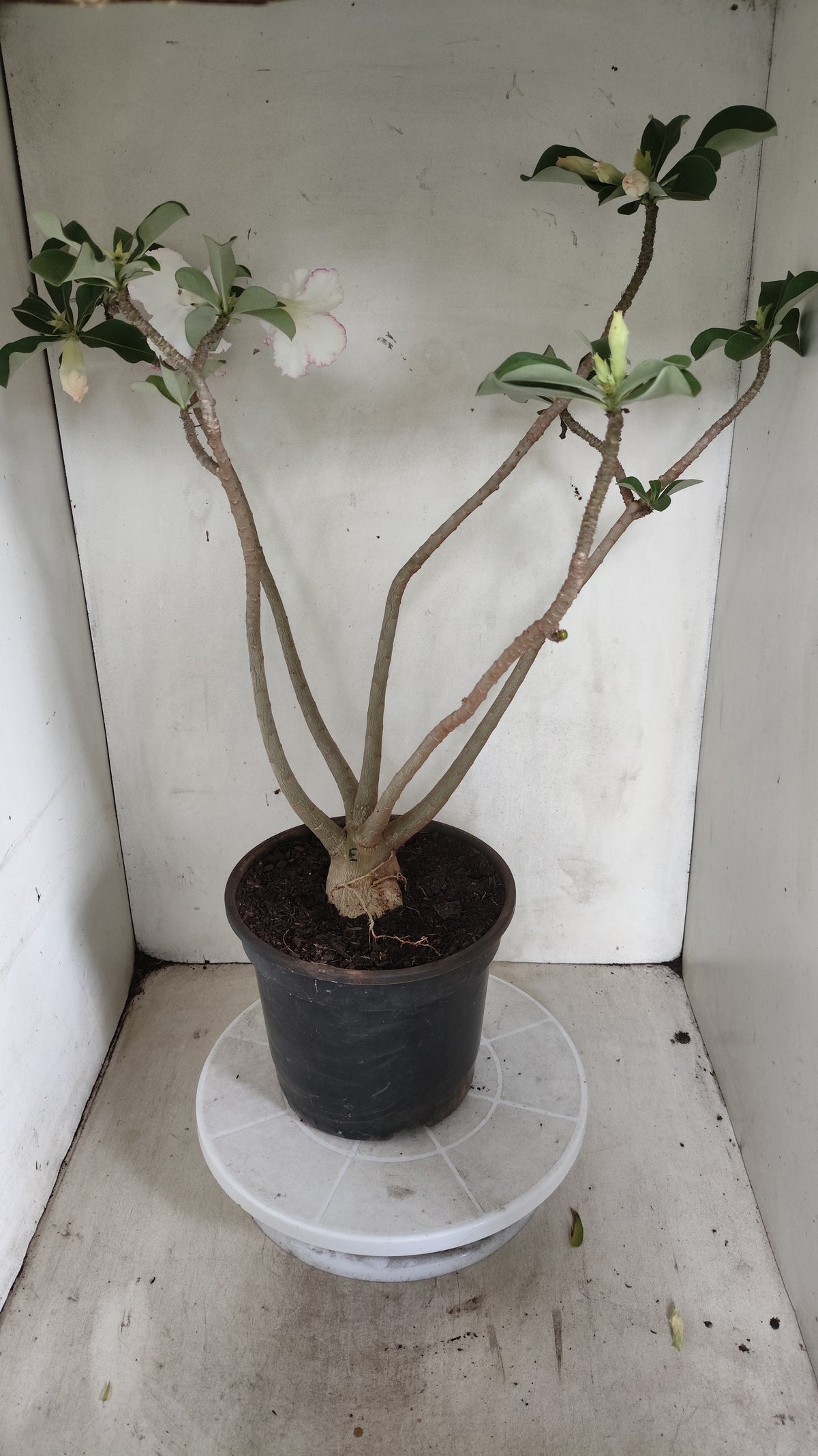 Matriz Planta Dobrada 288 –  50cm – 03 anos - Vaso 20
