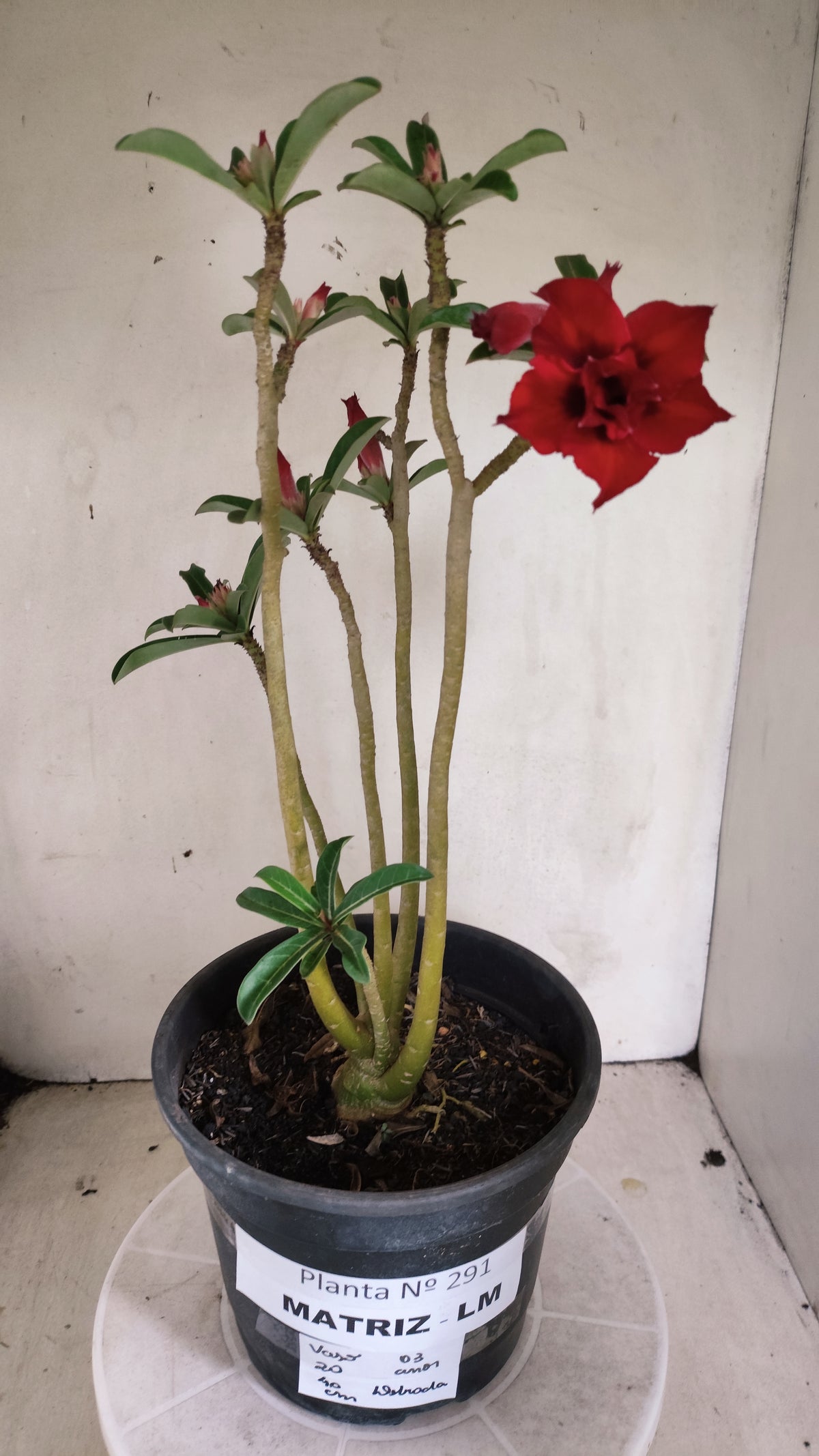Matriz Planta Dobrada 291 –  40cm – 03 anos - Vaso 20