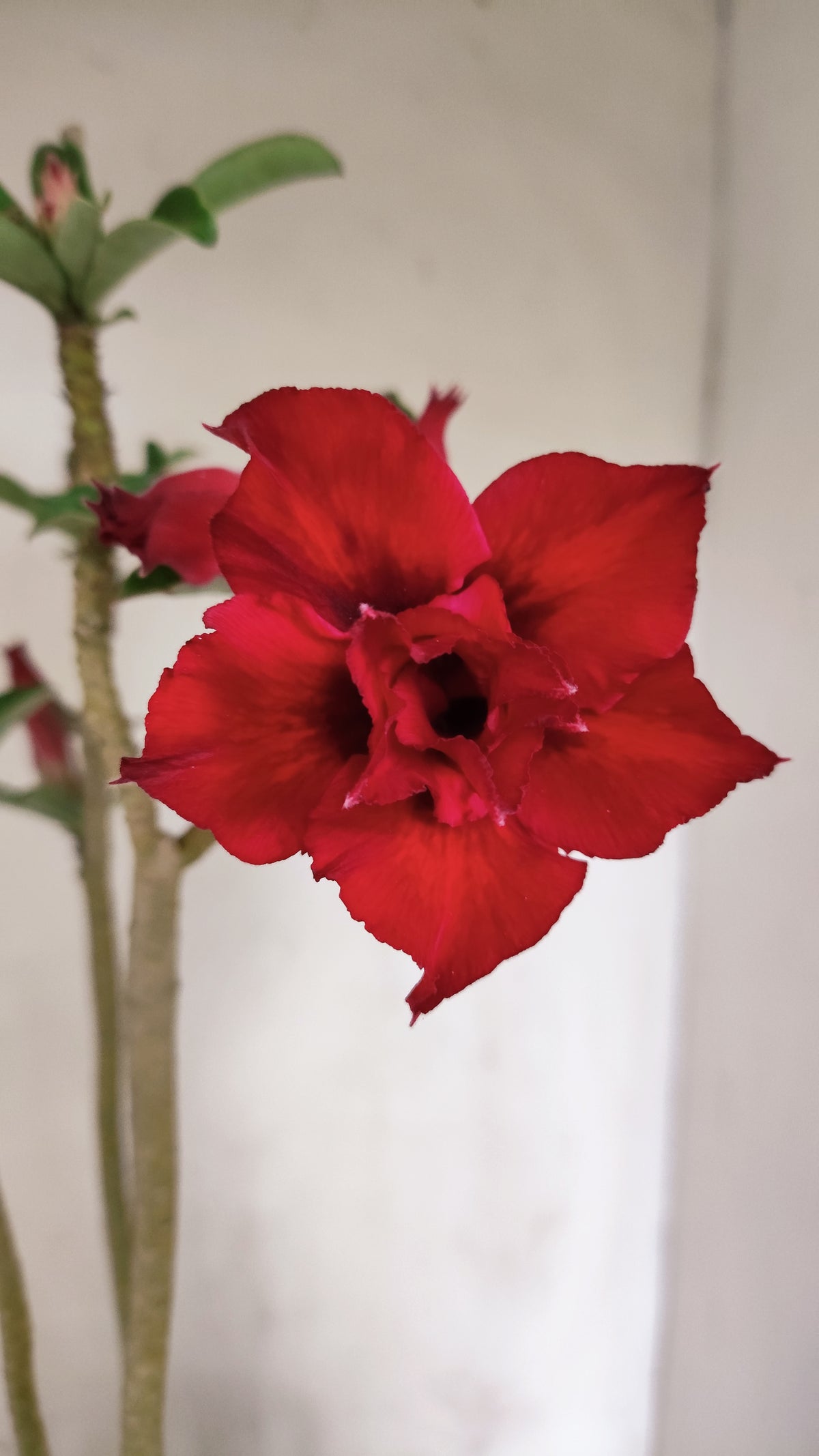 Matriz Planta Dobrada 291 –  40cm – 03 anos - Vaso 20