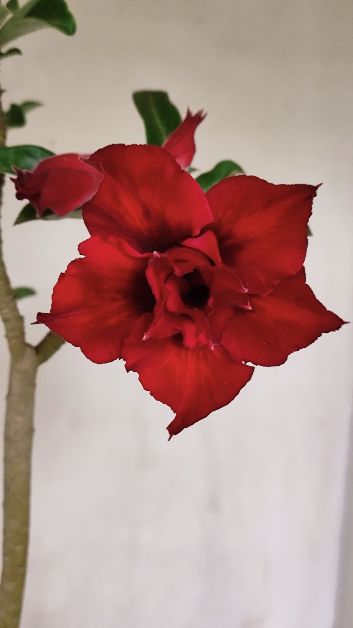Matriz Planta Dobrada 291 –  40cm – 03 anos - Vaso 20
