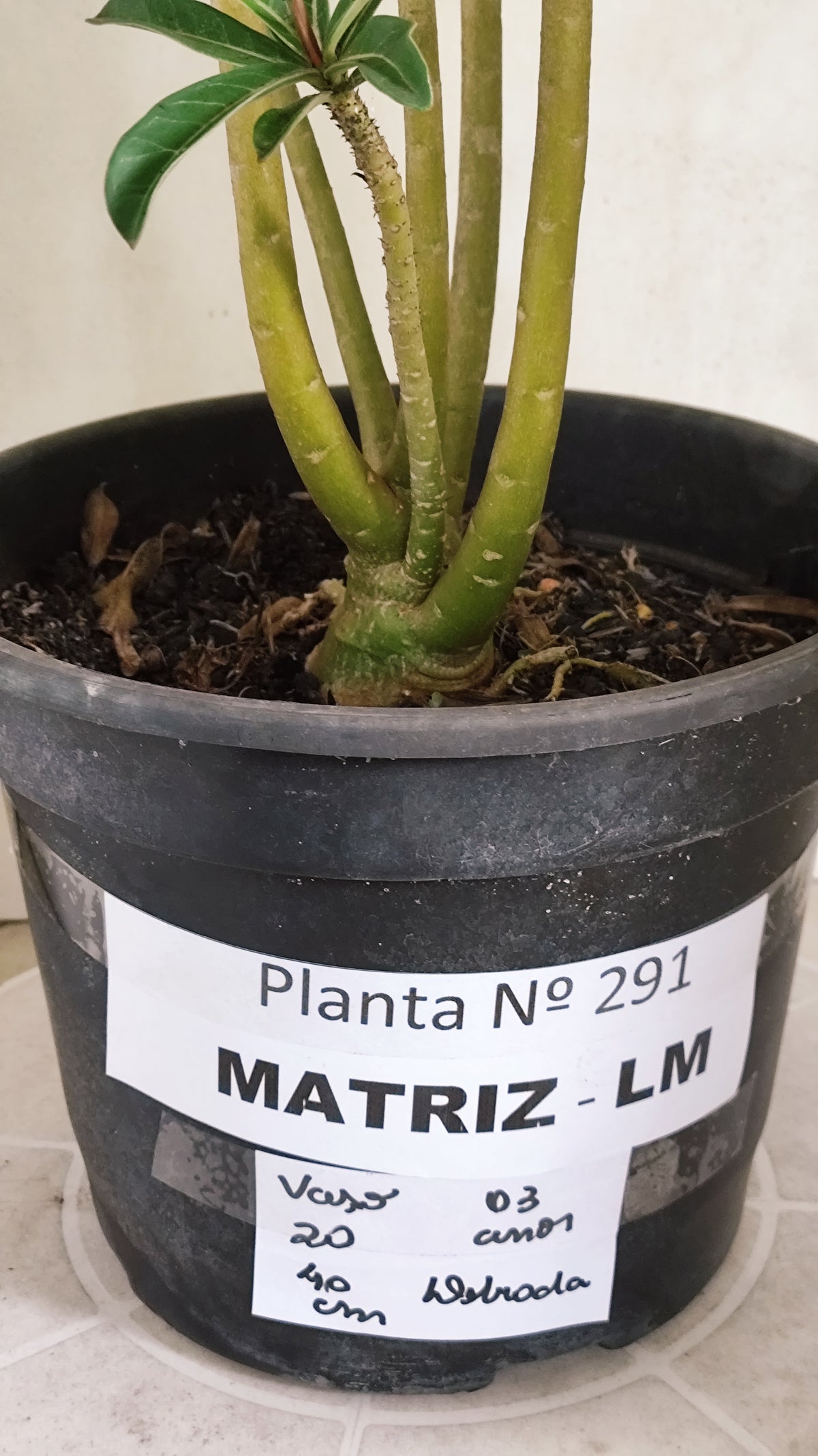 Matriz Planta Dobrada 291 –  40cm – 03 anos - Vaso 20