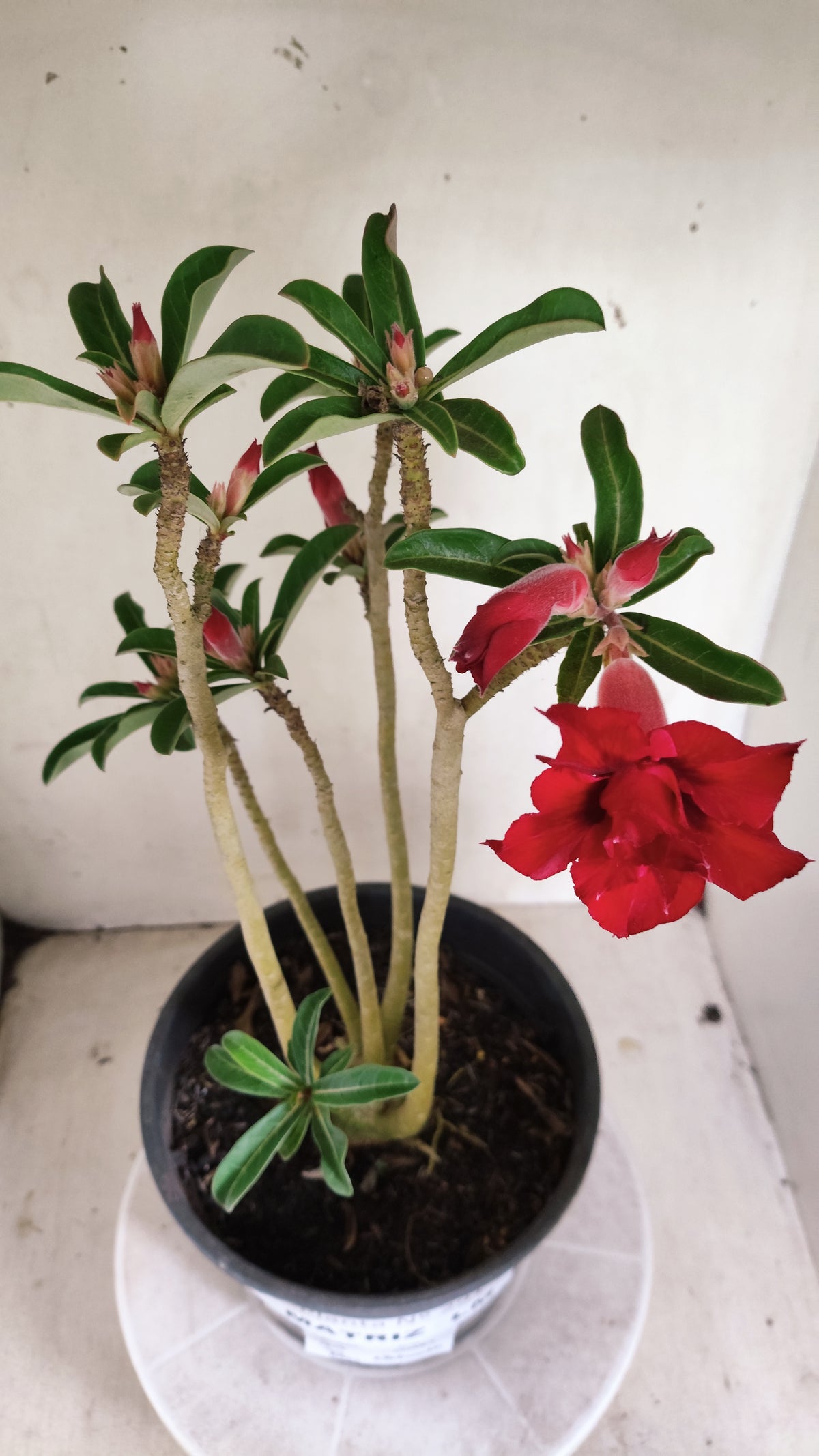Matriz Planta Dobrada 291 –  40cm – 03 anos - Vaso 20