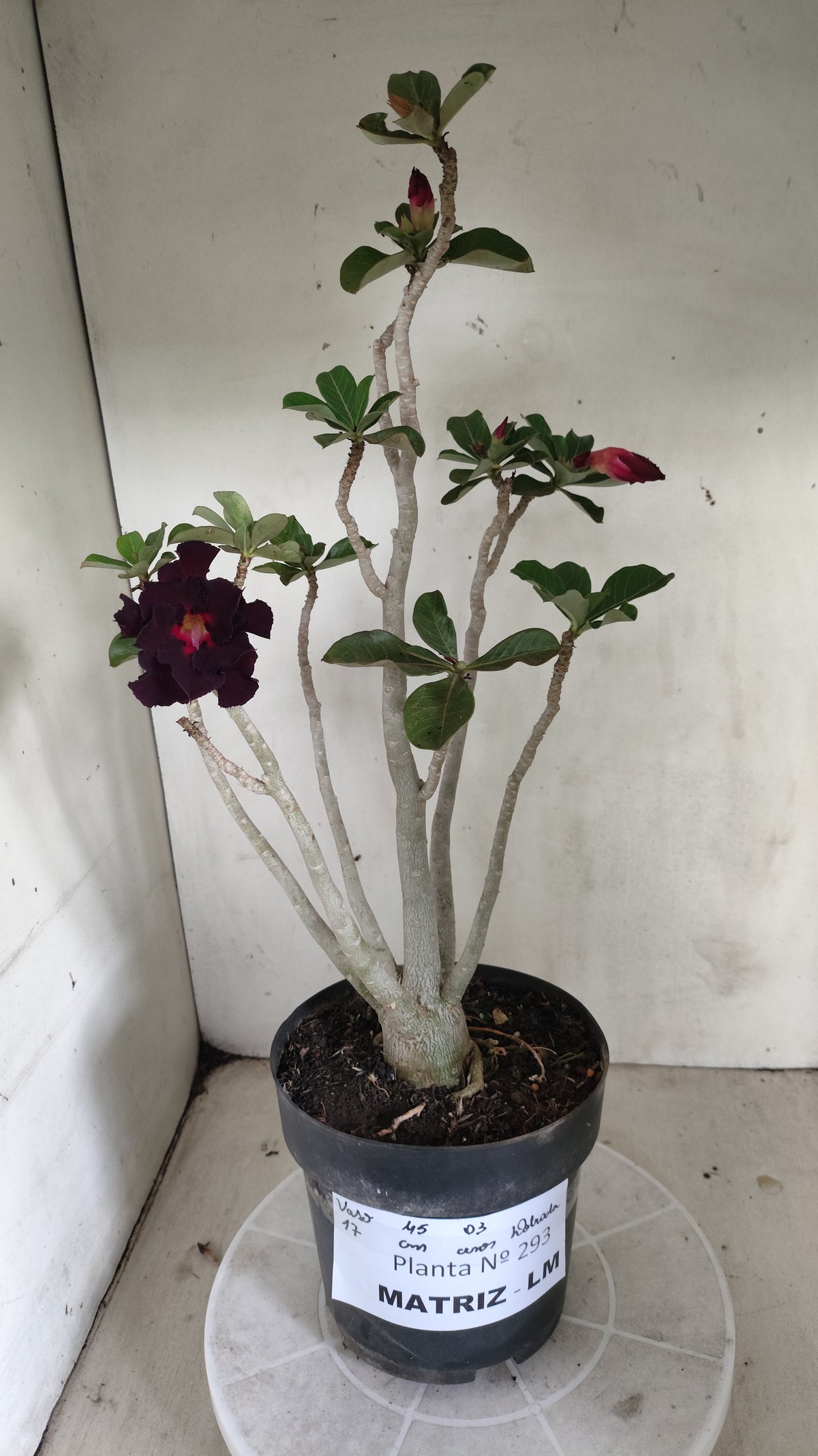 Matriz Planta Dobrada 293 –  45cm – 03 anos - Vaso 17