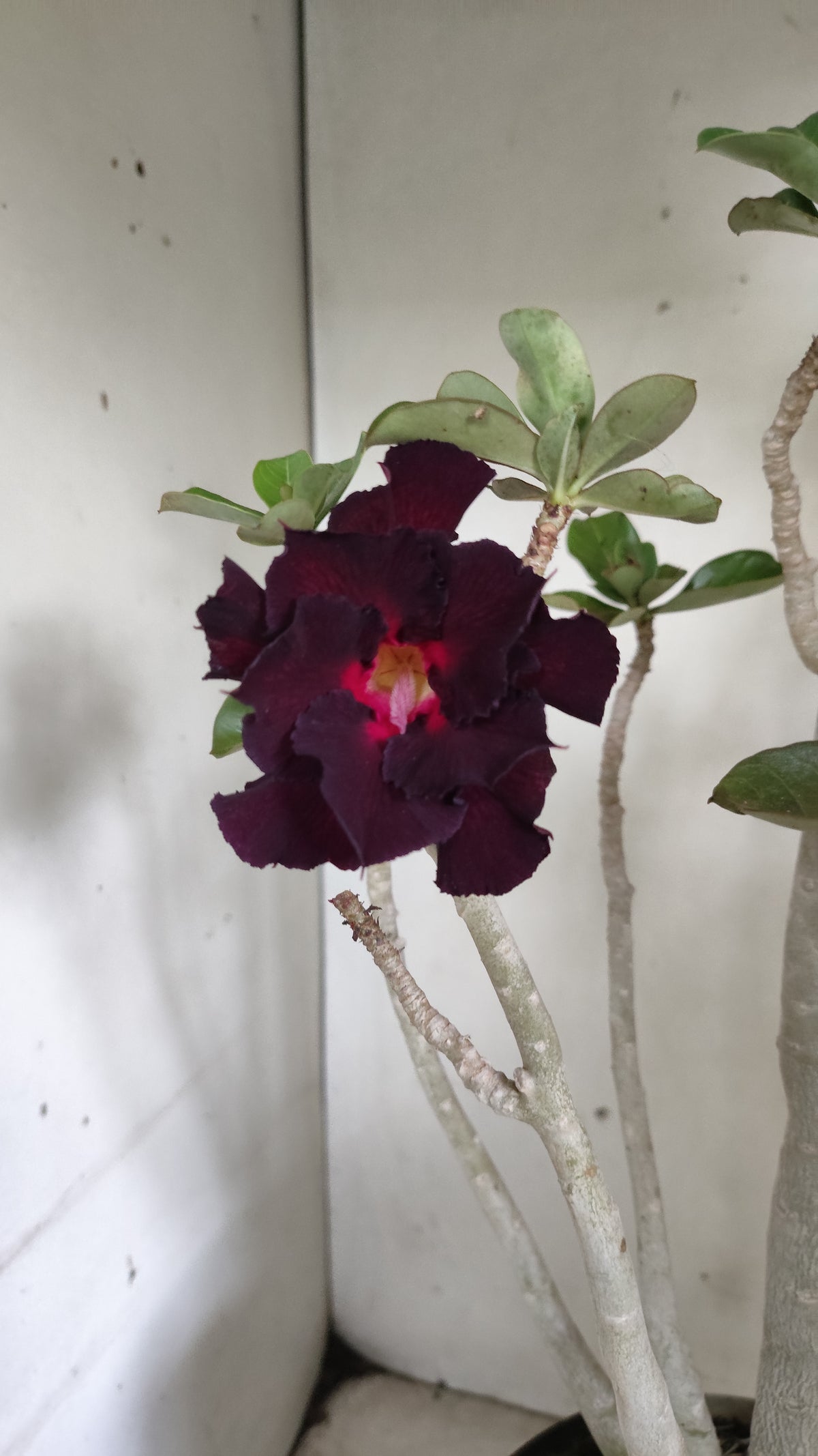 Matriz Planta Dobrada 293 –  45cm – 03 anos - Vaso 17