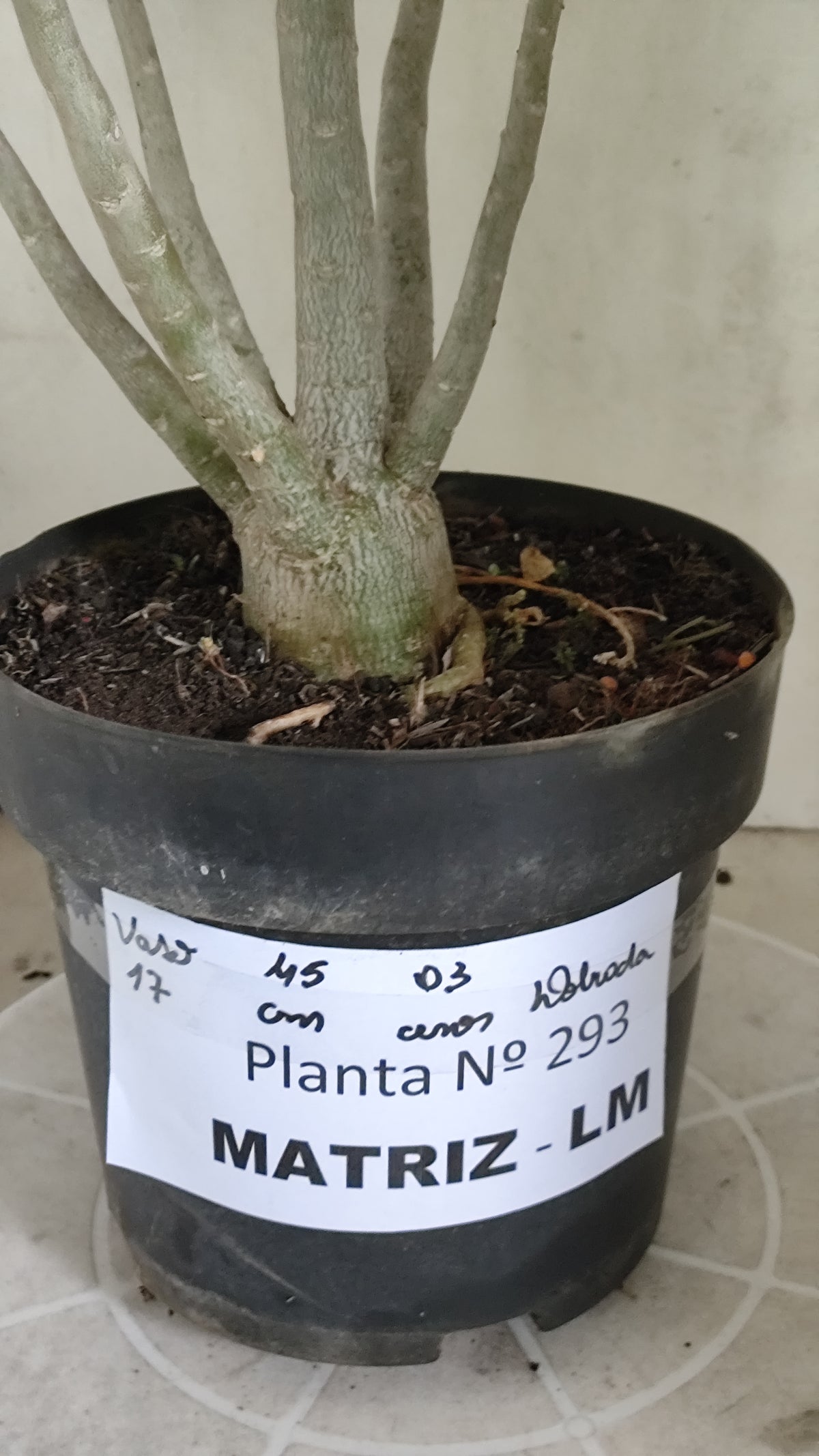 Matriz Planta Dobrada 293 –  45cm – 03 anos - Vaso 17