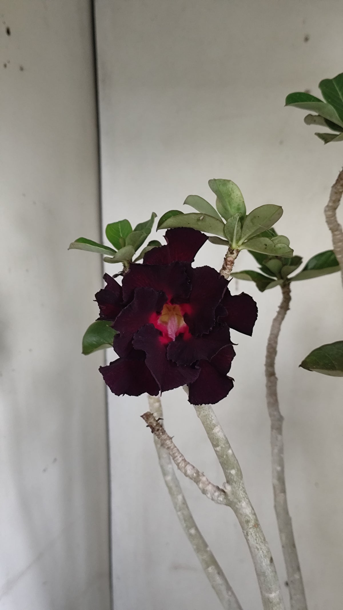 Matriz Planta Dobrada 293 –  45cm – 03 anos - Vaso 17