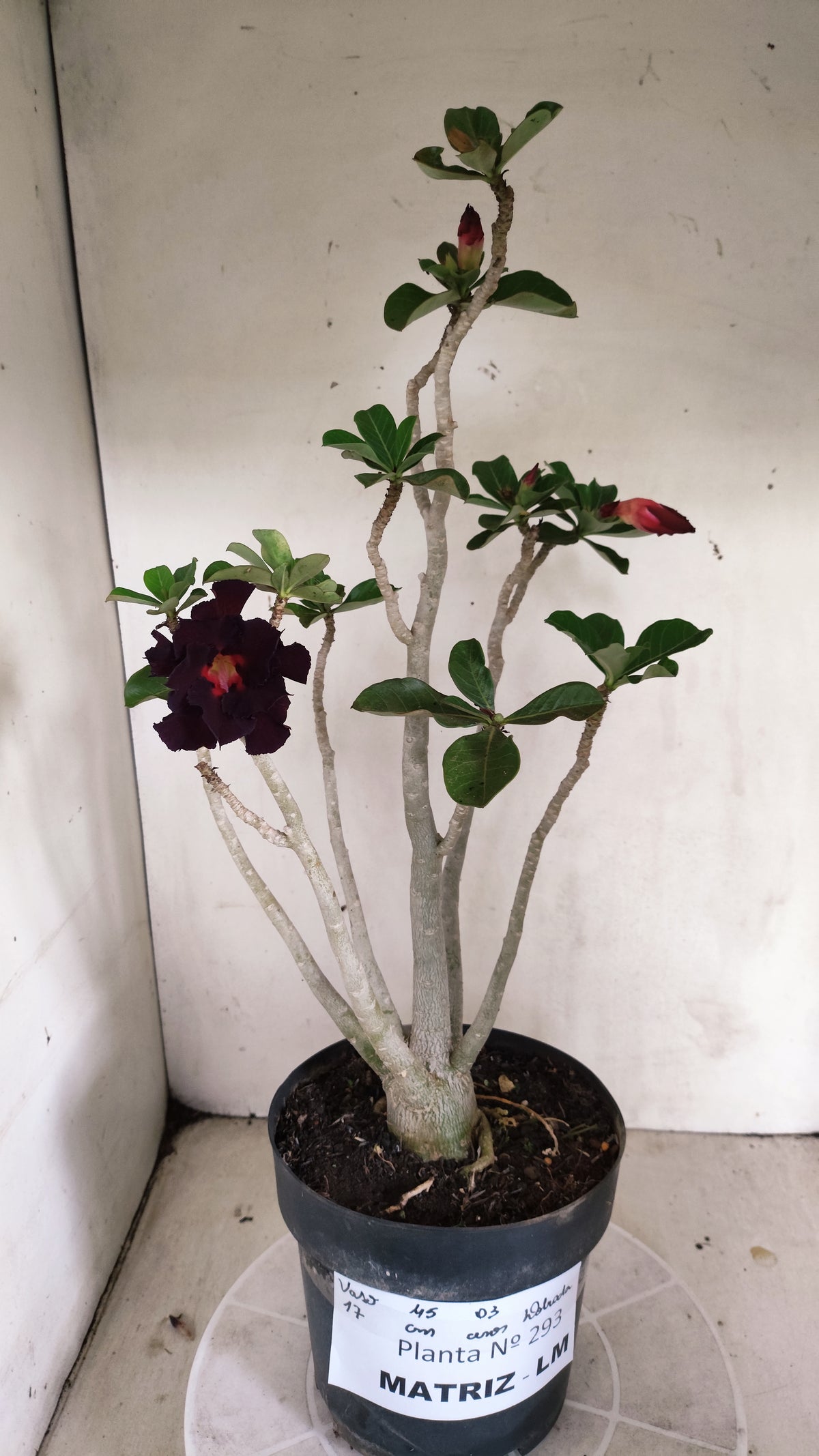Matriz Planta Dobrada 293 –  45cm – 03 anos - Vaso 17