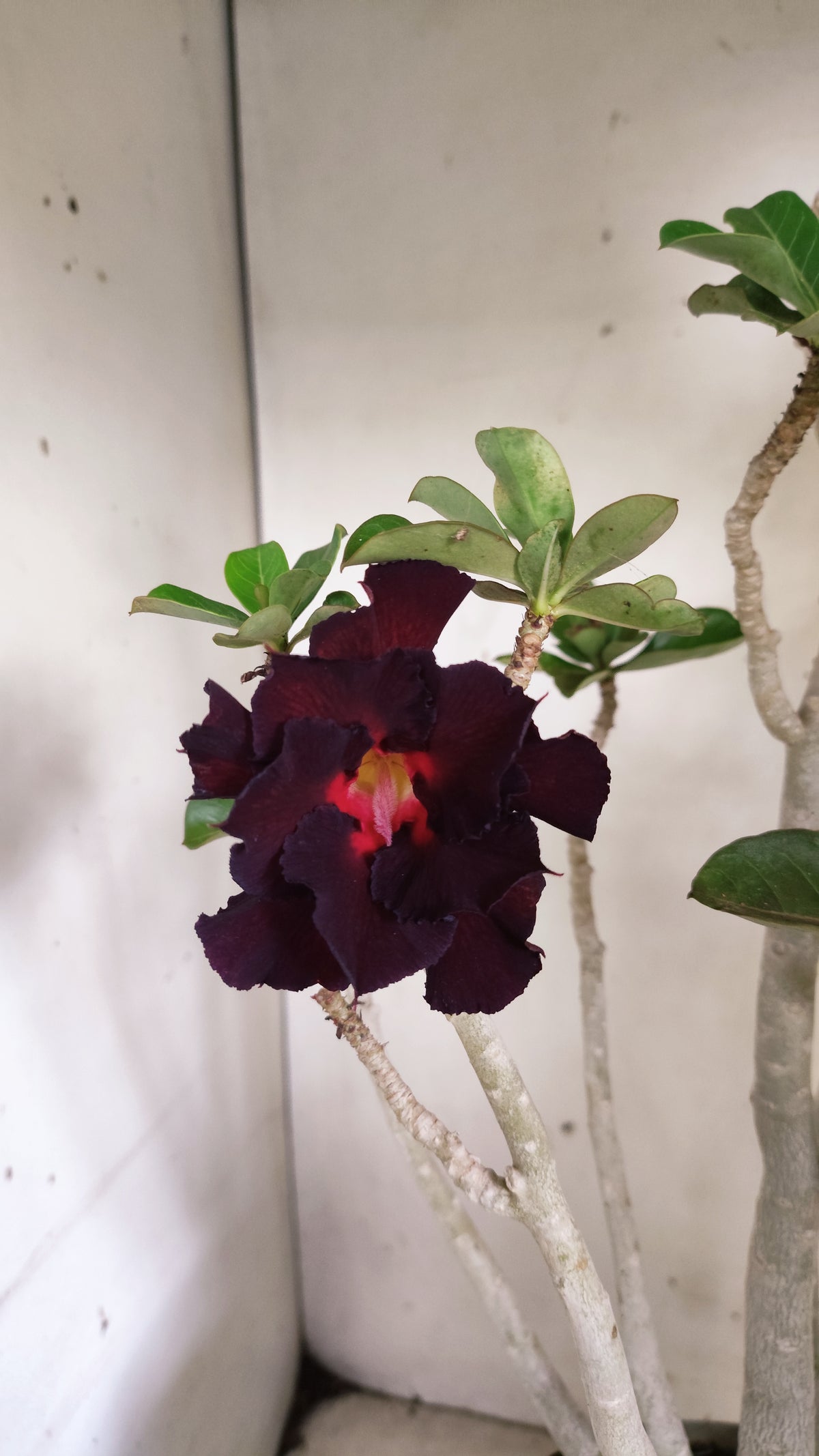 Matriz Planta Dobrada 293 –  45cm – 03 anos - Vaso 17